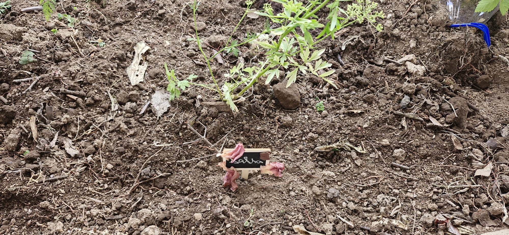 Colocámos identificadores no que plantámos...
