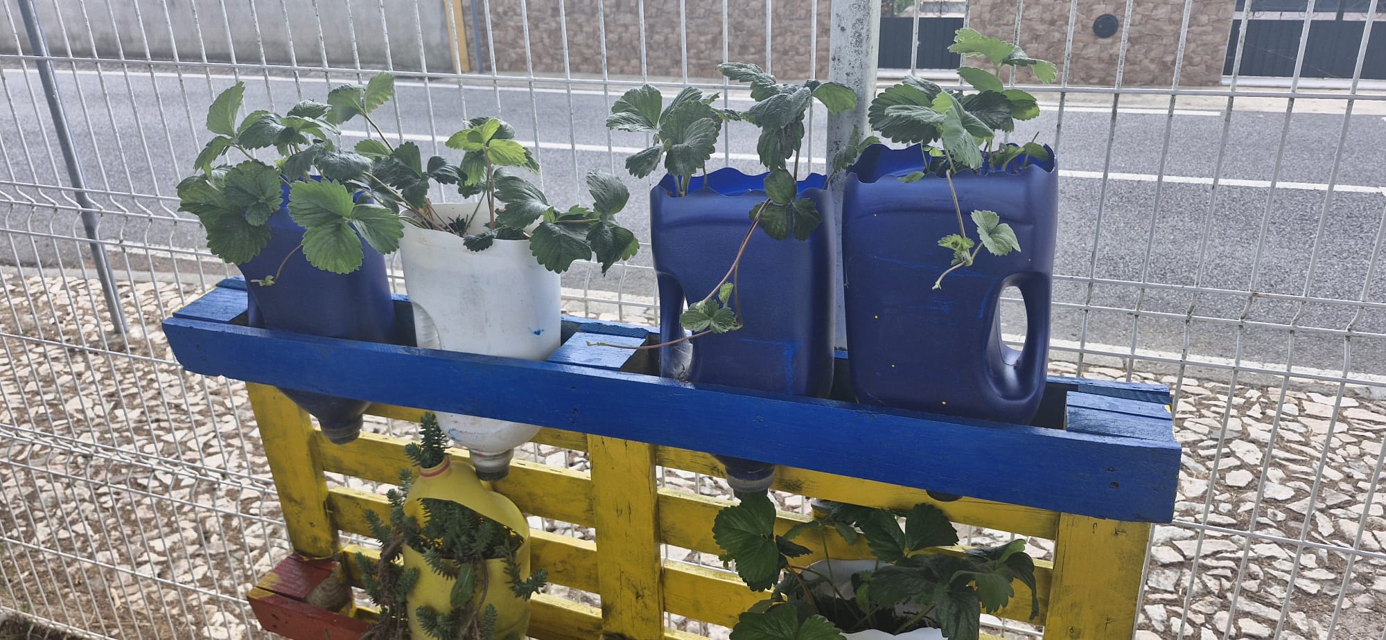 E a nossa horta vertical... já quase que nos presenteia com morangos...