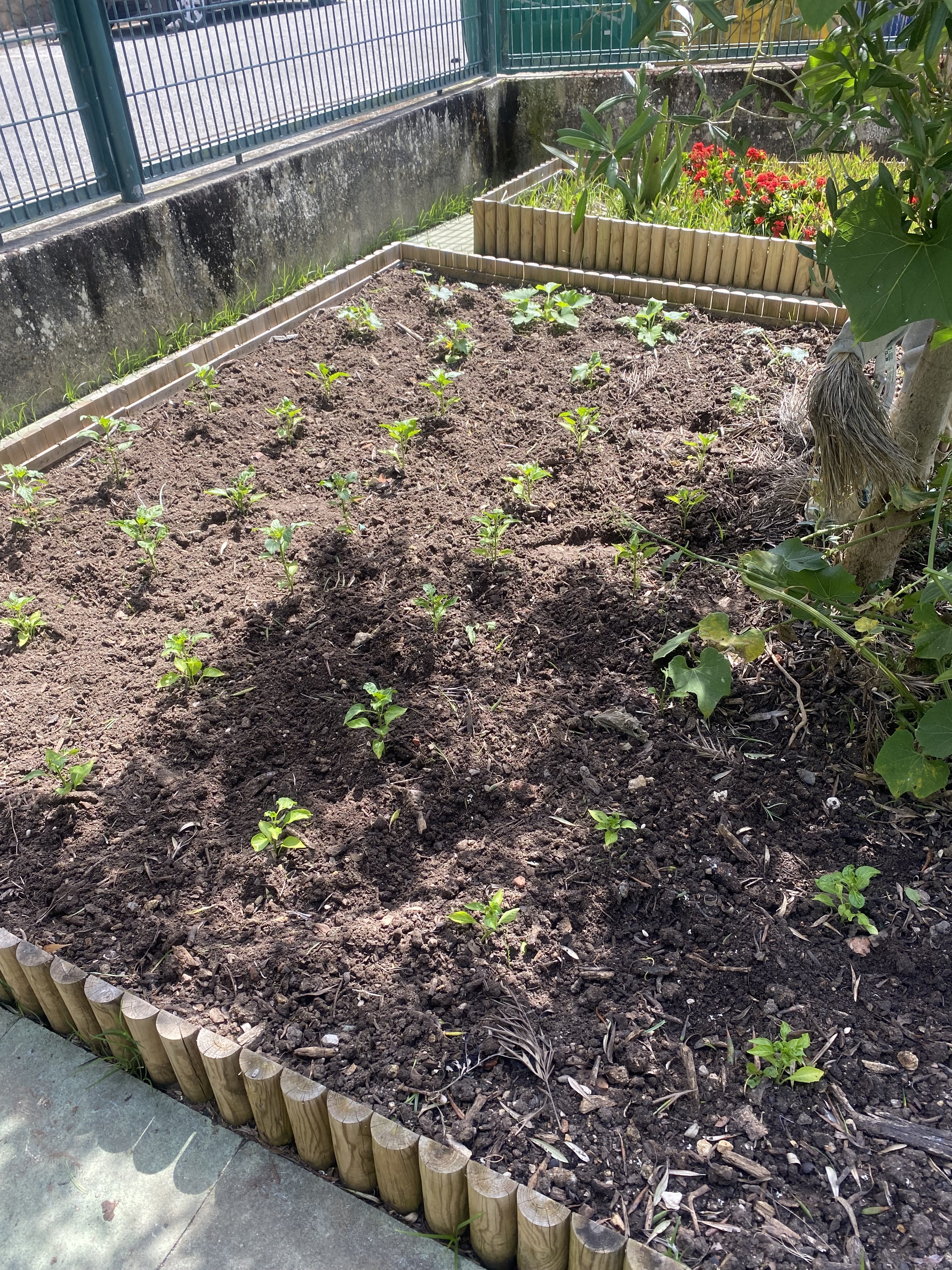 Plantação de pimentos, tomates, corgetes, abóboras, alfaces, cenouras...