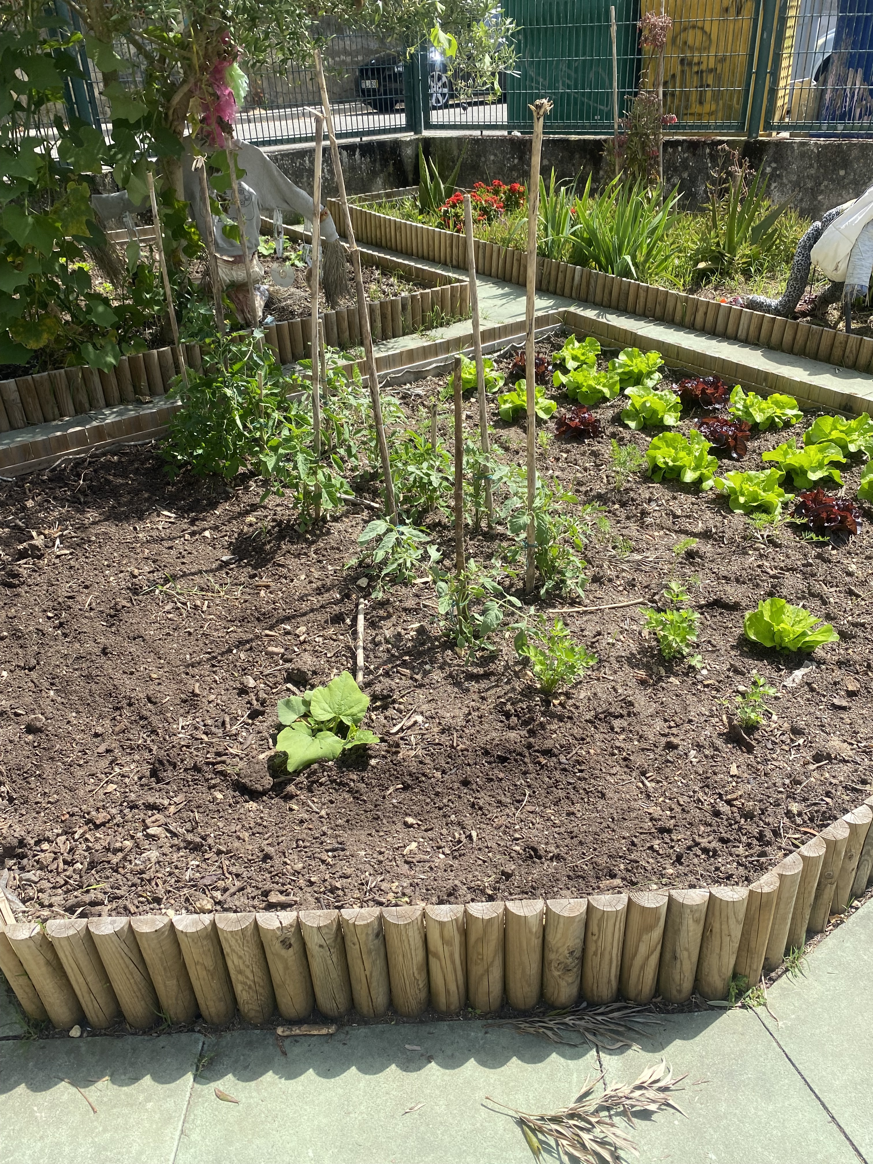 Plantação de pimentos, tomates, corgetes, abóboras, alfaces, cenouras...