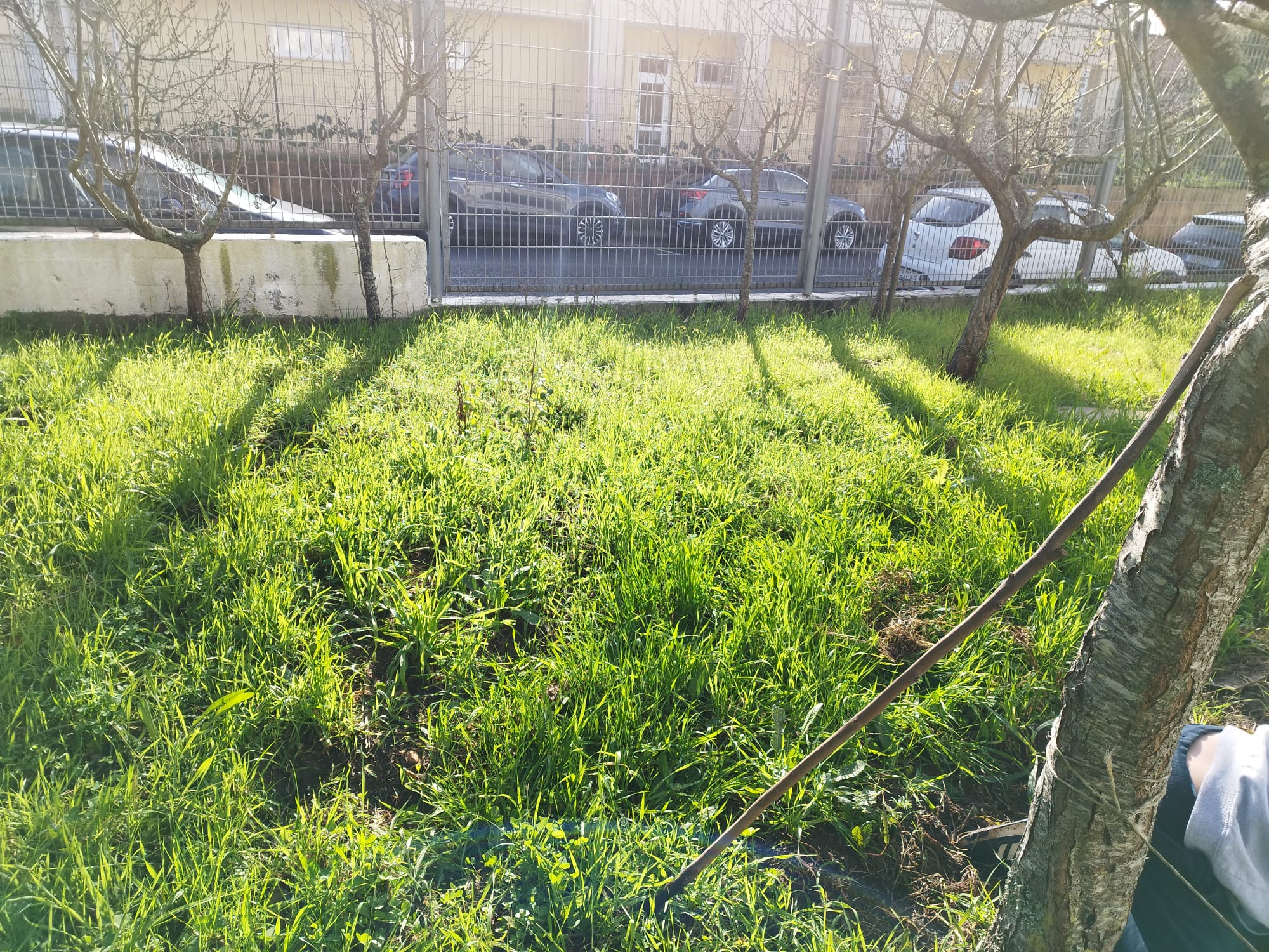 Próxima zona da horta a tornar utilizável