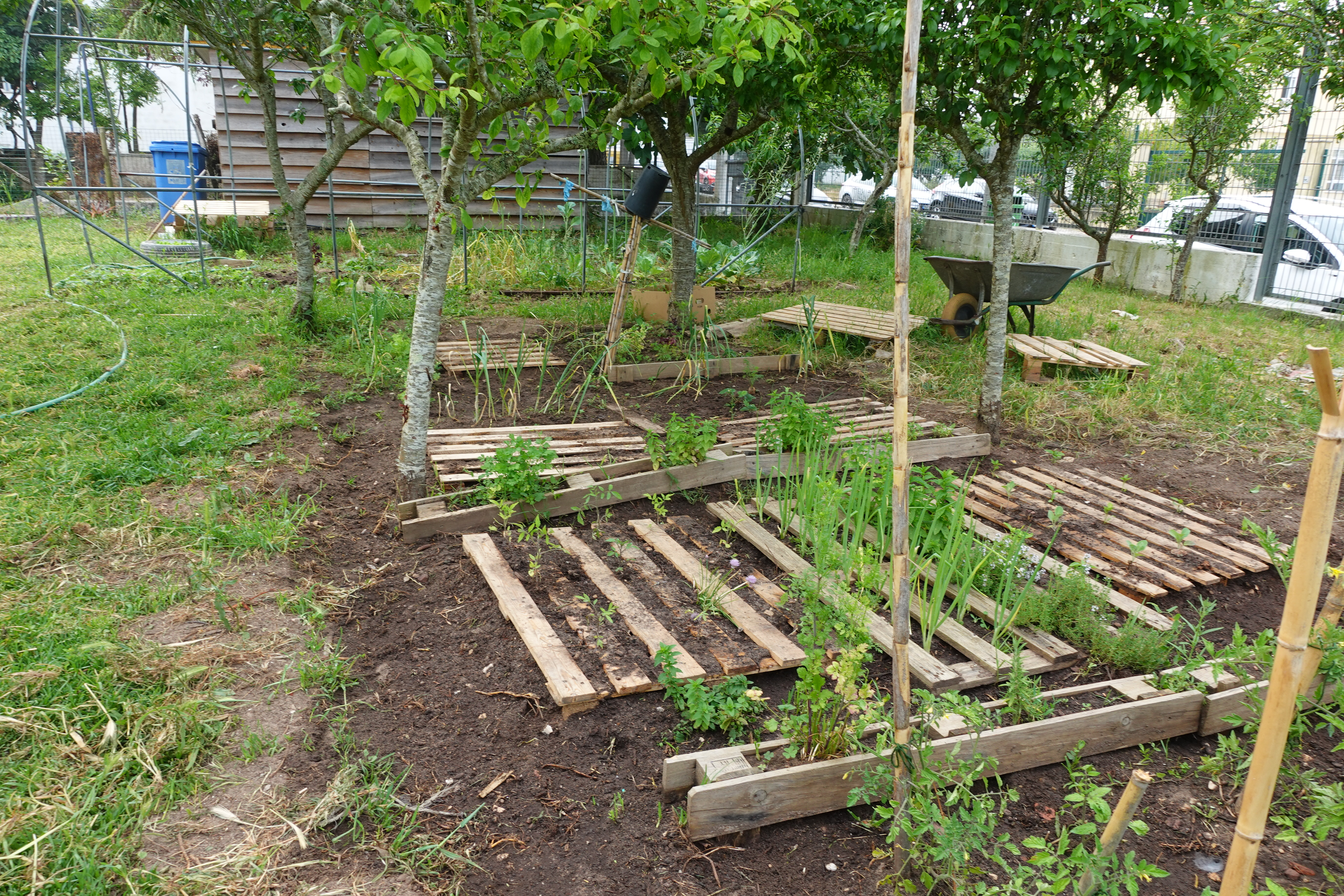 A imagem mostra a disposição geral dos canteiros, alinhados entre as árvores. As diferentes alturas das plantas e a diversidade de espécies mostram um espaço bem aproveitado e com grande potencial educativo.