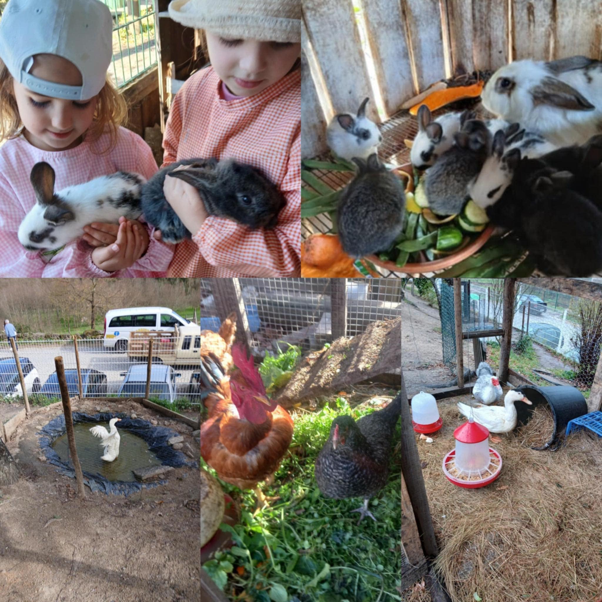 Animais de criação