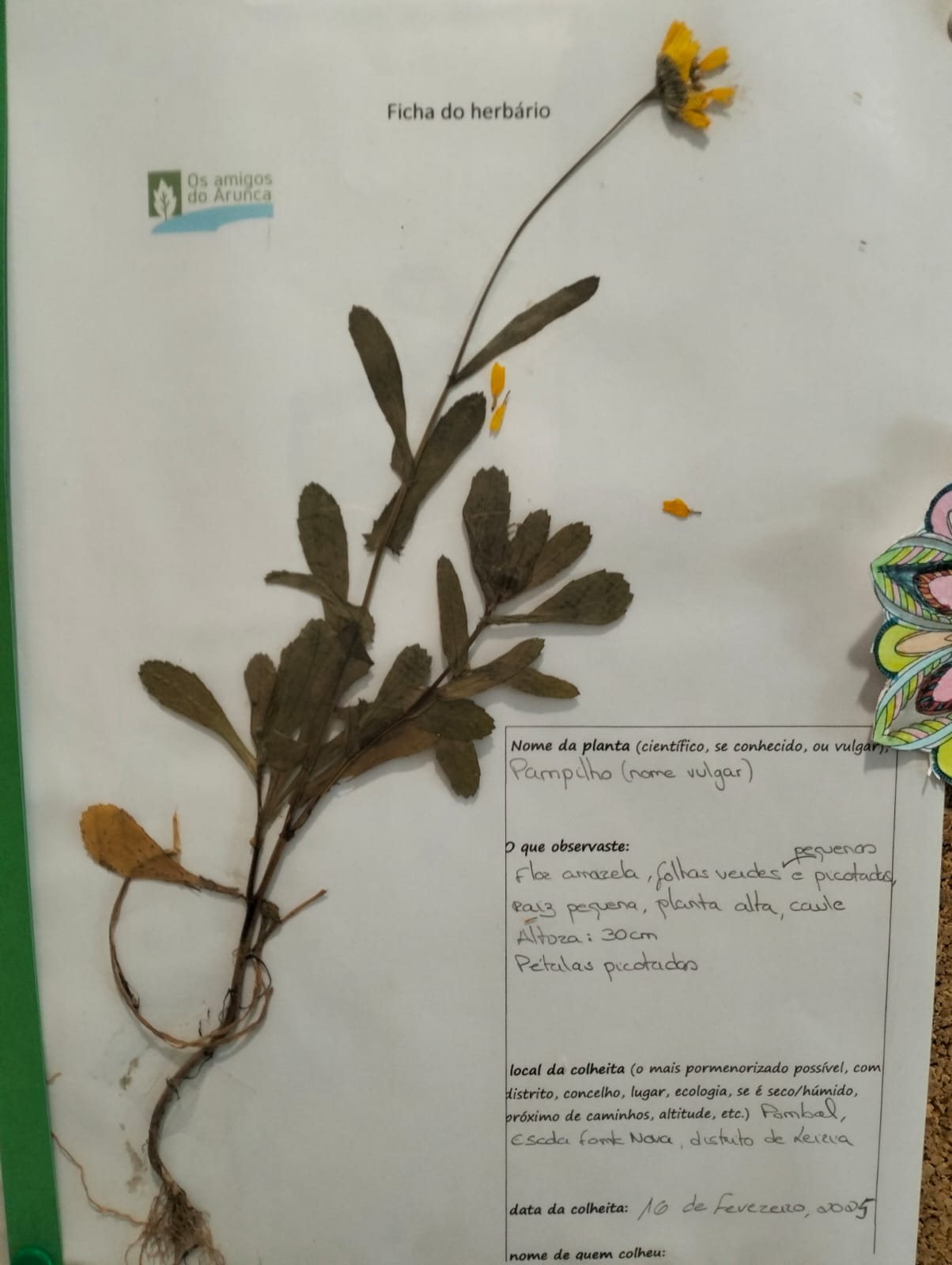 Exposição dos Jardins Polinizadores - Pampilho