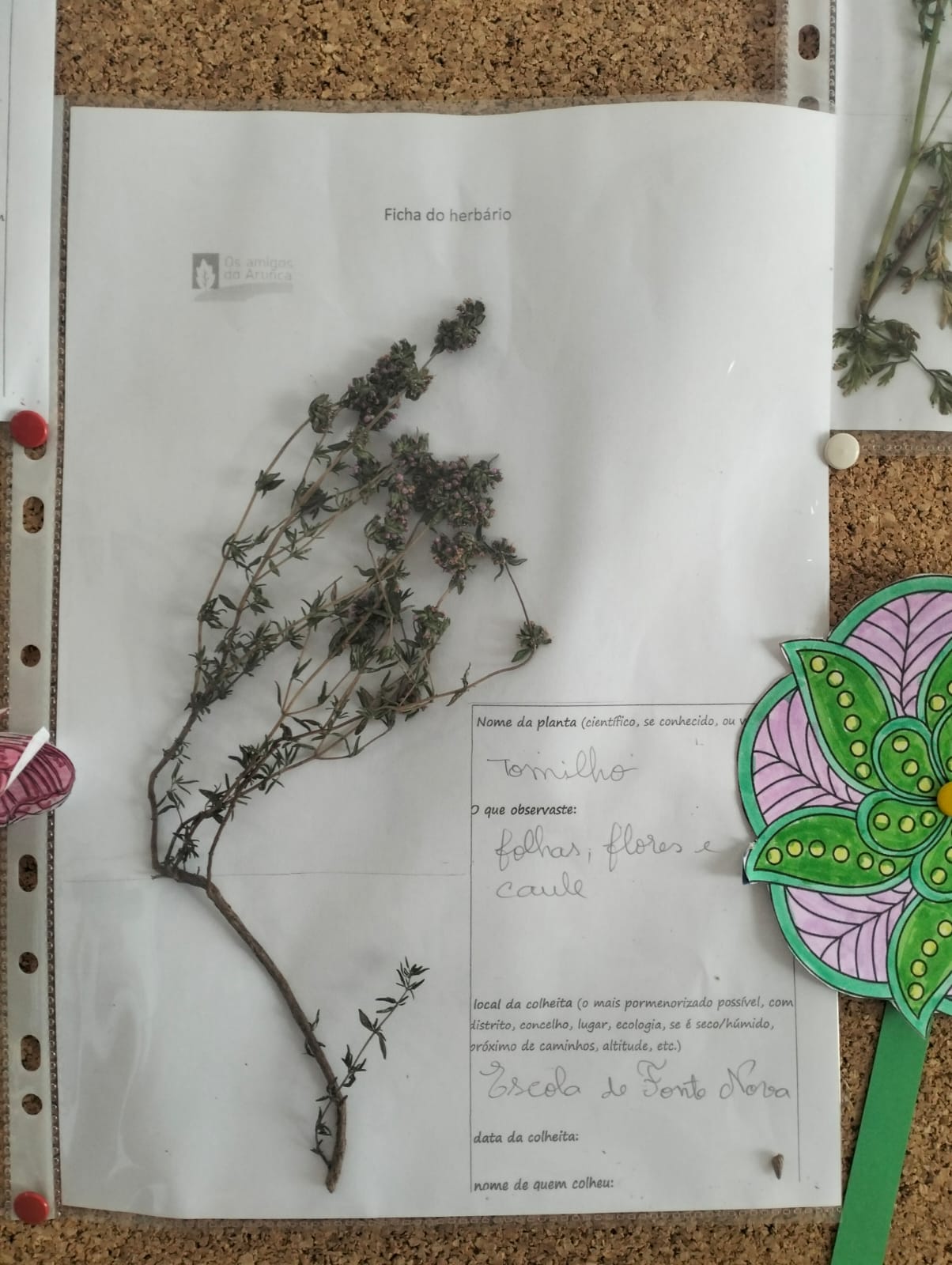 Exposição dos Jardins Polinizadores - Tomilho