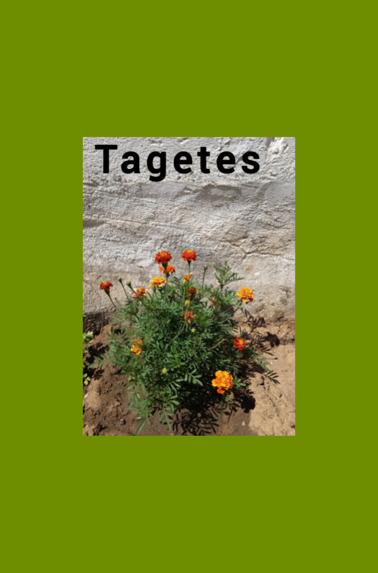 Tagetes