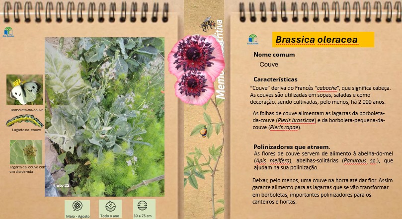 Espécie Hortícola cultivada, couve-alta - caraterização.