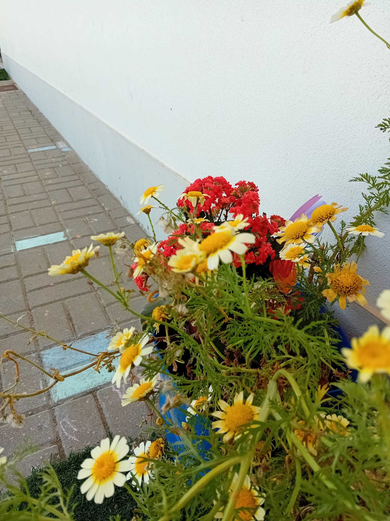 Flor