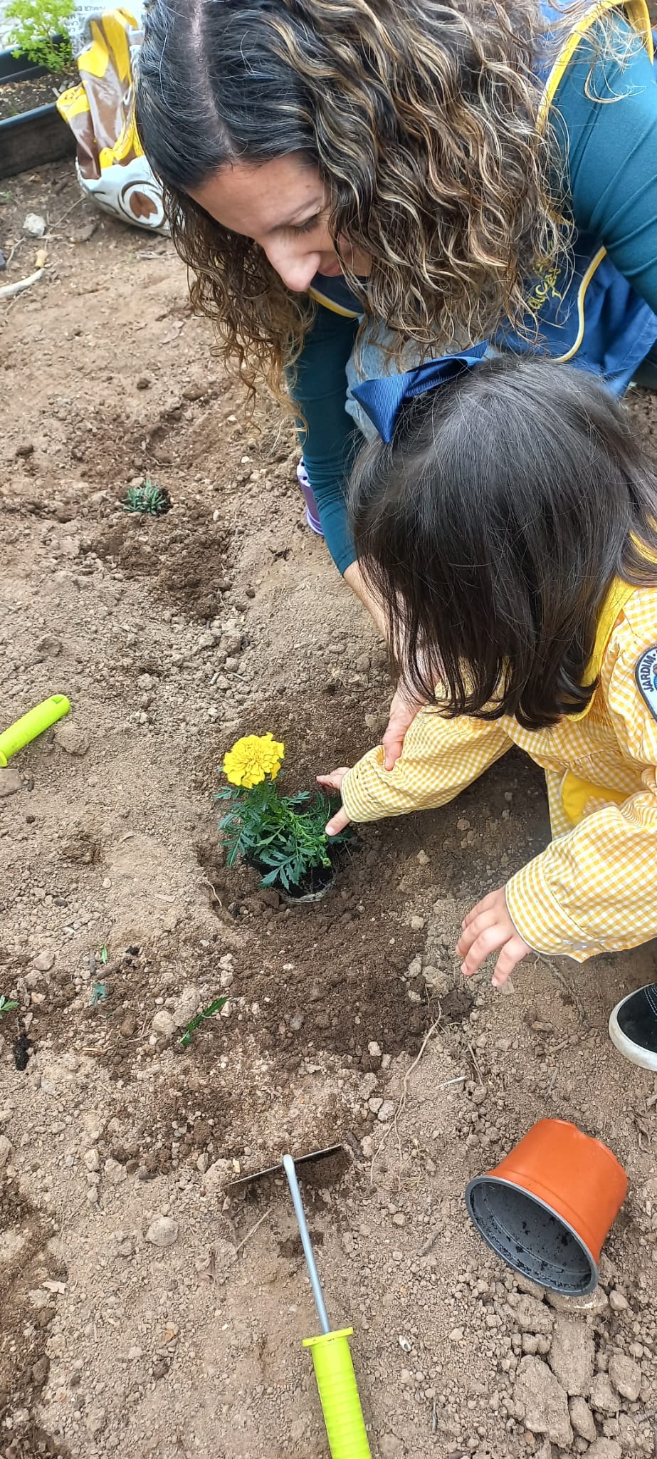 Plantar os cravos túnicos