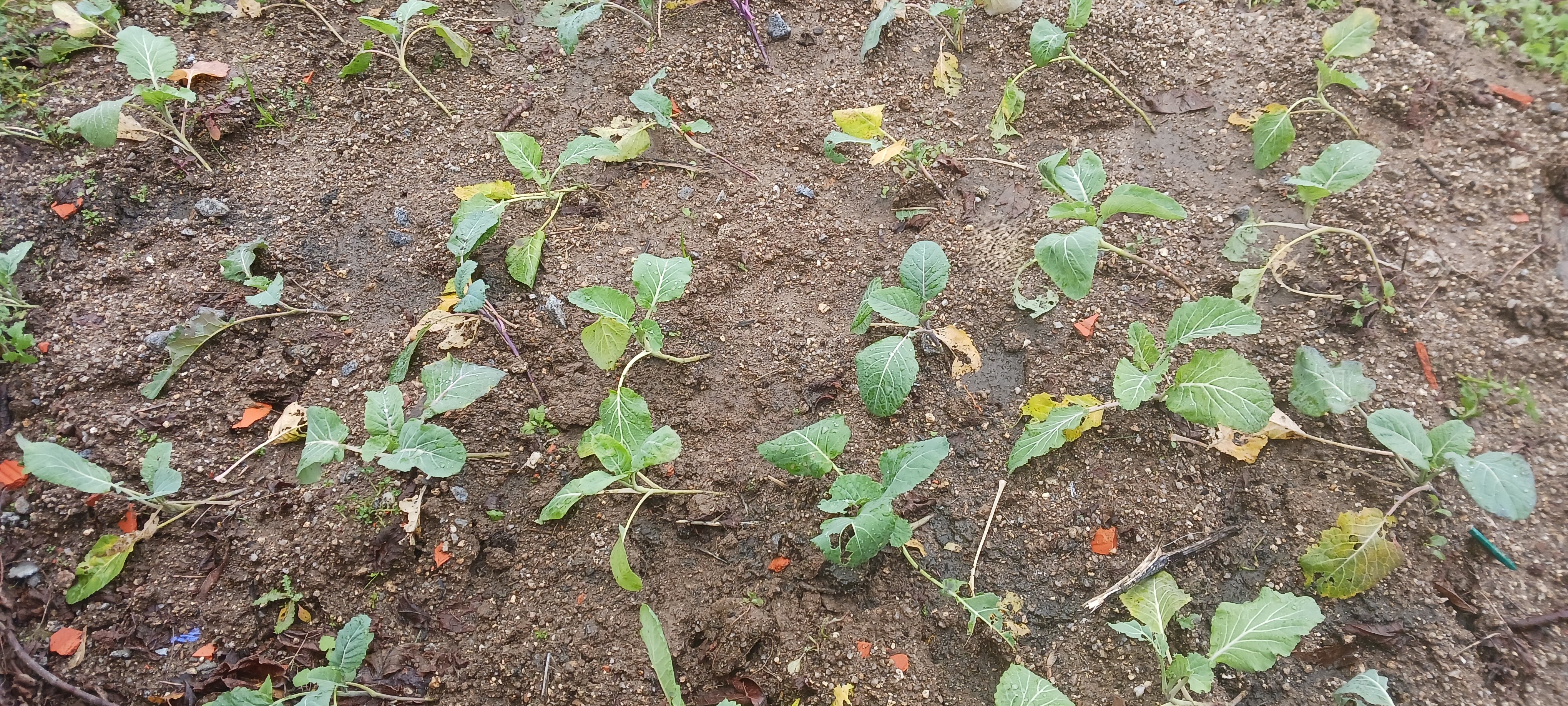 Primeiras plantações na horta ainda sem a introdução dos caminhos coloridos.