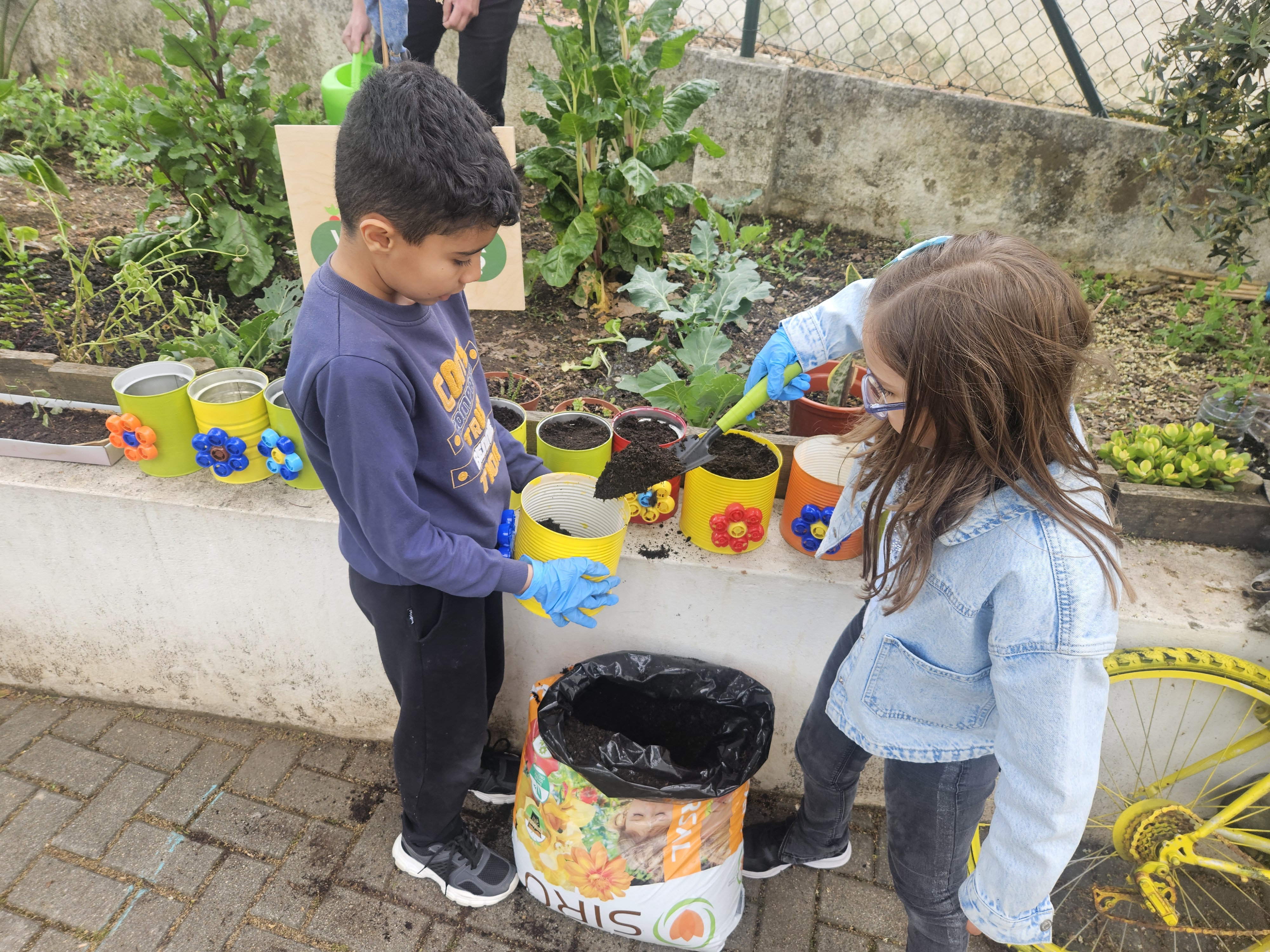 Preparámos as latas e plantas para a respetiva muda.