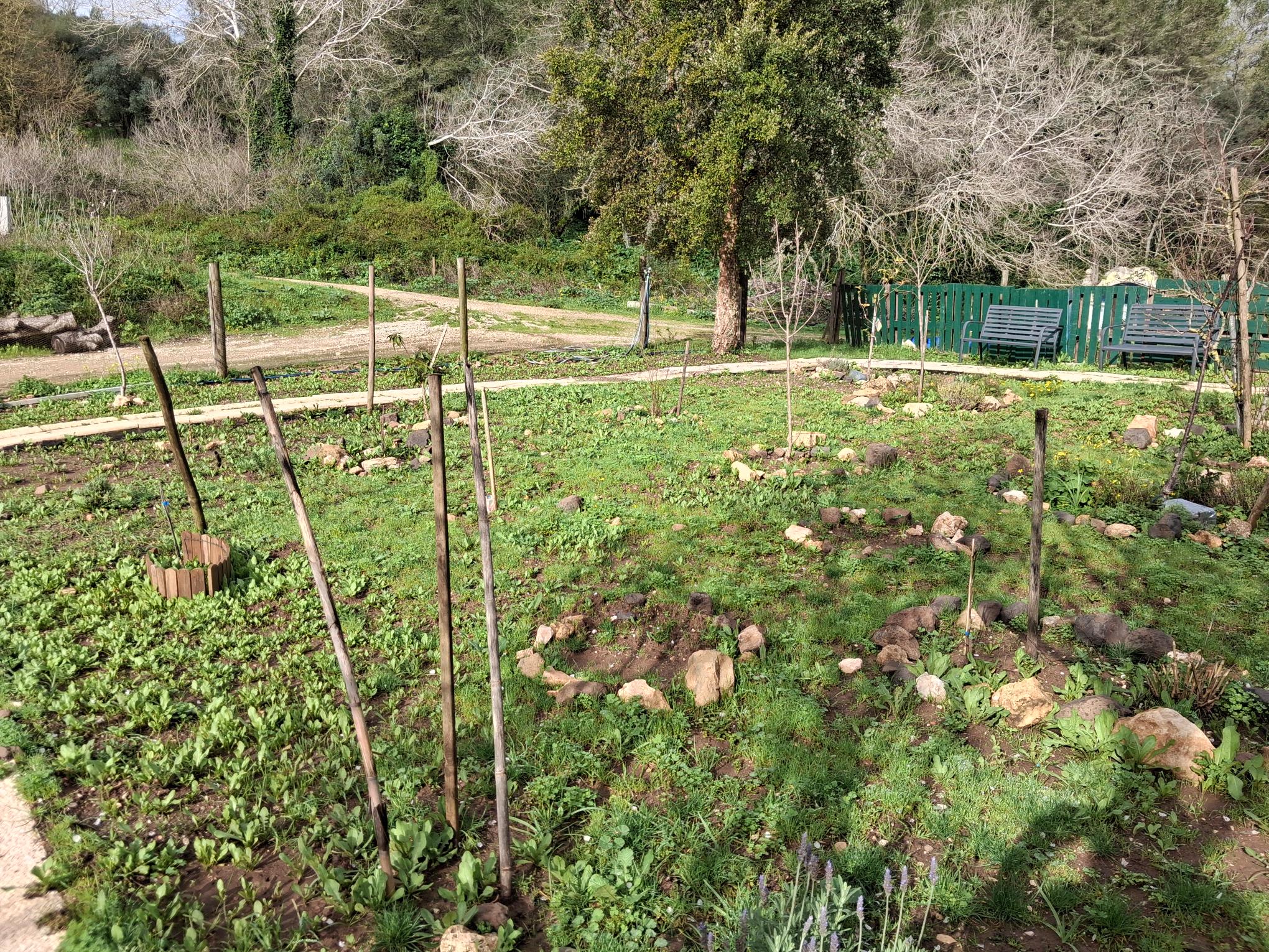 The garden, rich in soul, before we started working on it.