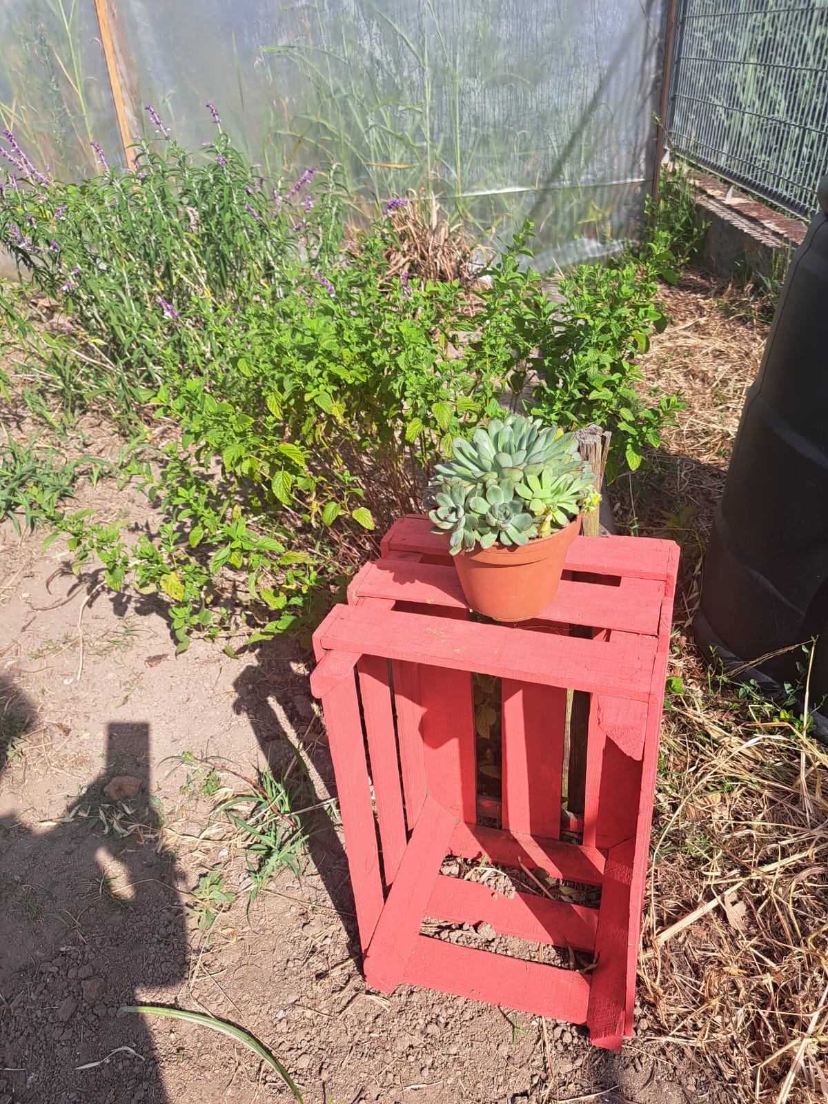 Preparação das plantas a colocar no "Caminho colorido".