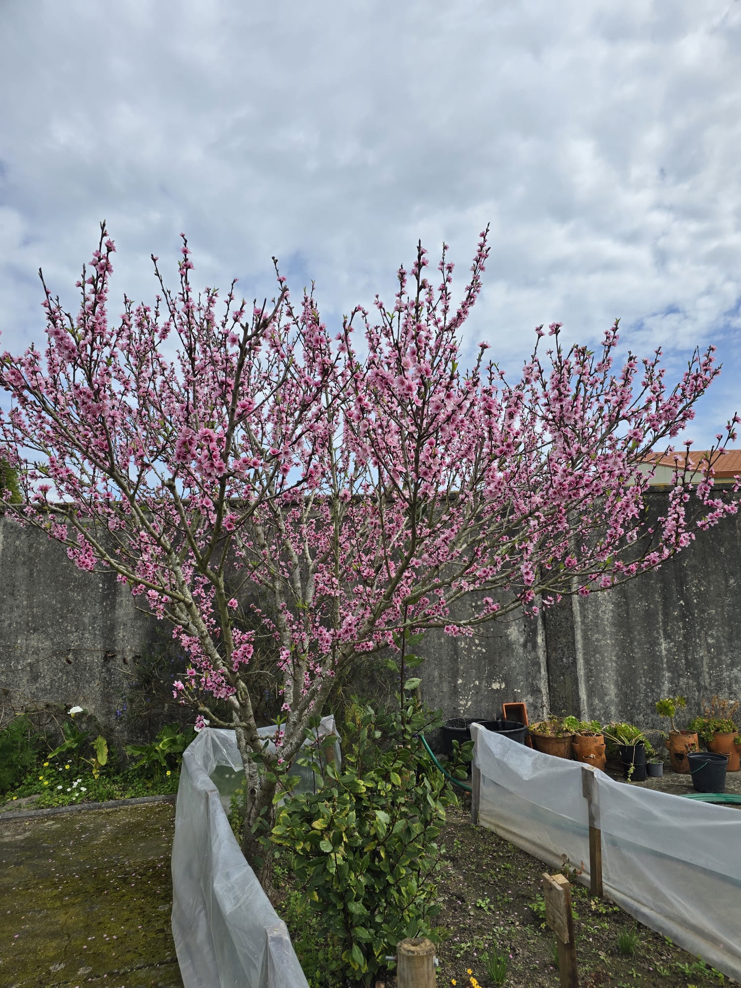 Árvores de fruto em flor e crescimento dos plantas aromáticas.