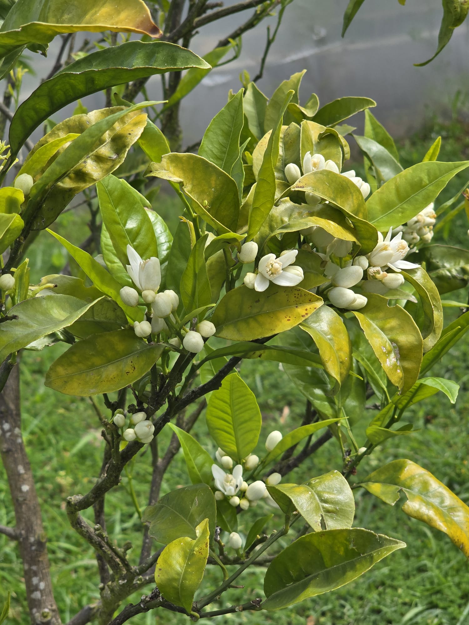Observa-se o limoeiro com algumas folhas que apresentam zonas amareladas, o que indica carência de nutrientes. A árvore está em fase de floração, mas está a ser tratada.