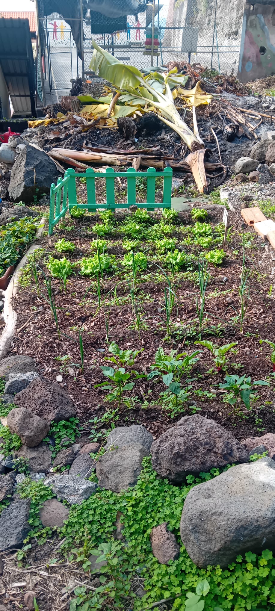 Do lixo ao luxo verde: área de compostagem e reaproveitamento de folhas para enriquecer o solo da horta.