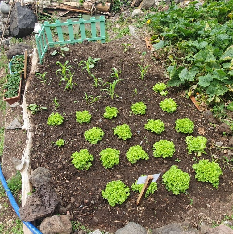 As alfaces estão em grande crescimento.