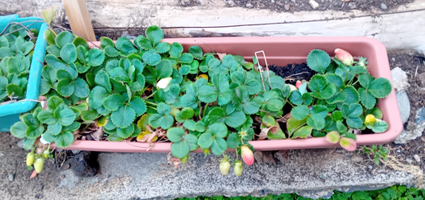 O canteiro dos morangos começa a despertar...