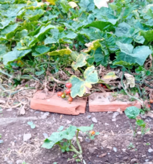 Entre folhas que se abrem ao sol devagar, tomates da terra começam a brilhar.
No canto simples onde a vida quer nascer, cada tomate é promessa pronta a acontecer.