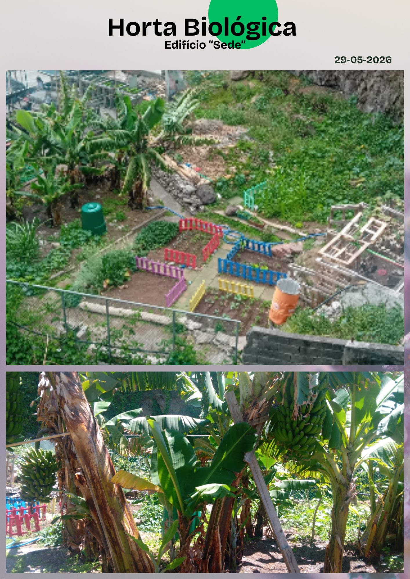 Perspetiva da horta com a zona das bananeiras também...