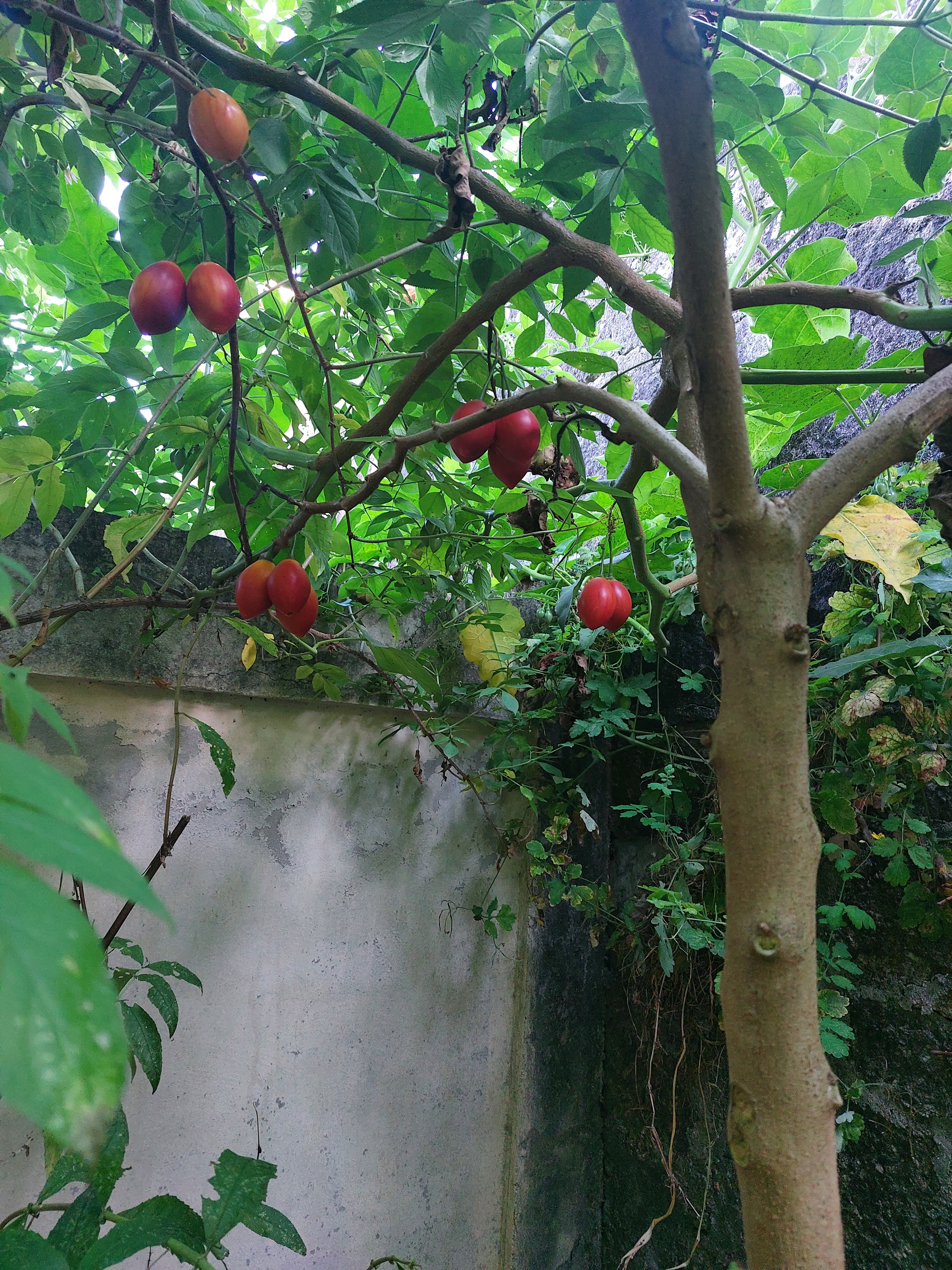Solanum betaceum, nome científico
Tamarilho vermelho (tomate-de -árvore), nome comum