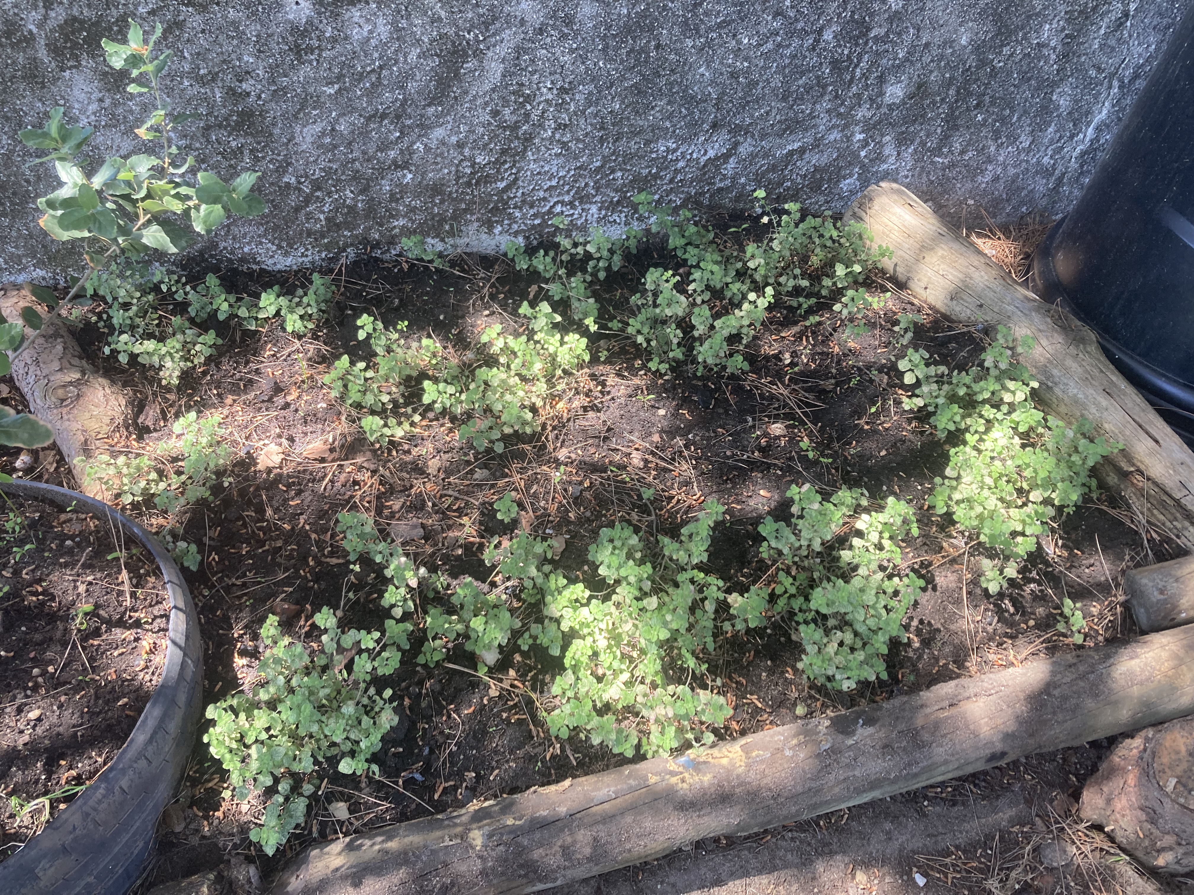 A azedinha (Rumex acetosa) é uma planta aromática usada como tempero, consumida em saladas, rica em vitamina C, ferro e magnésio.