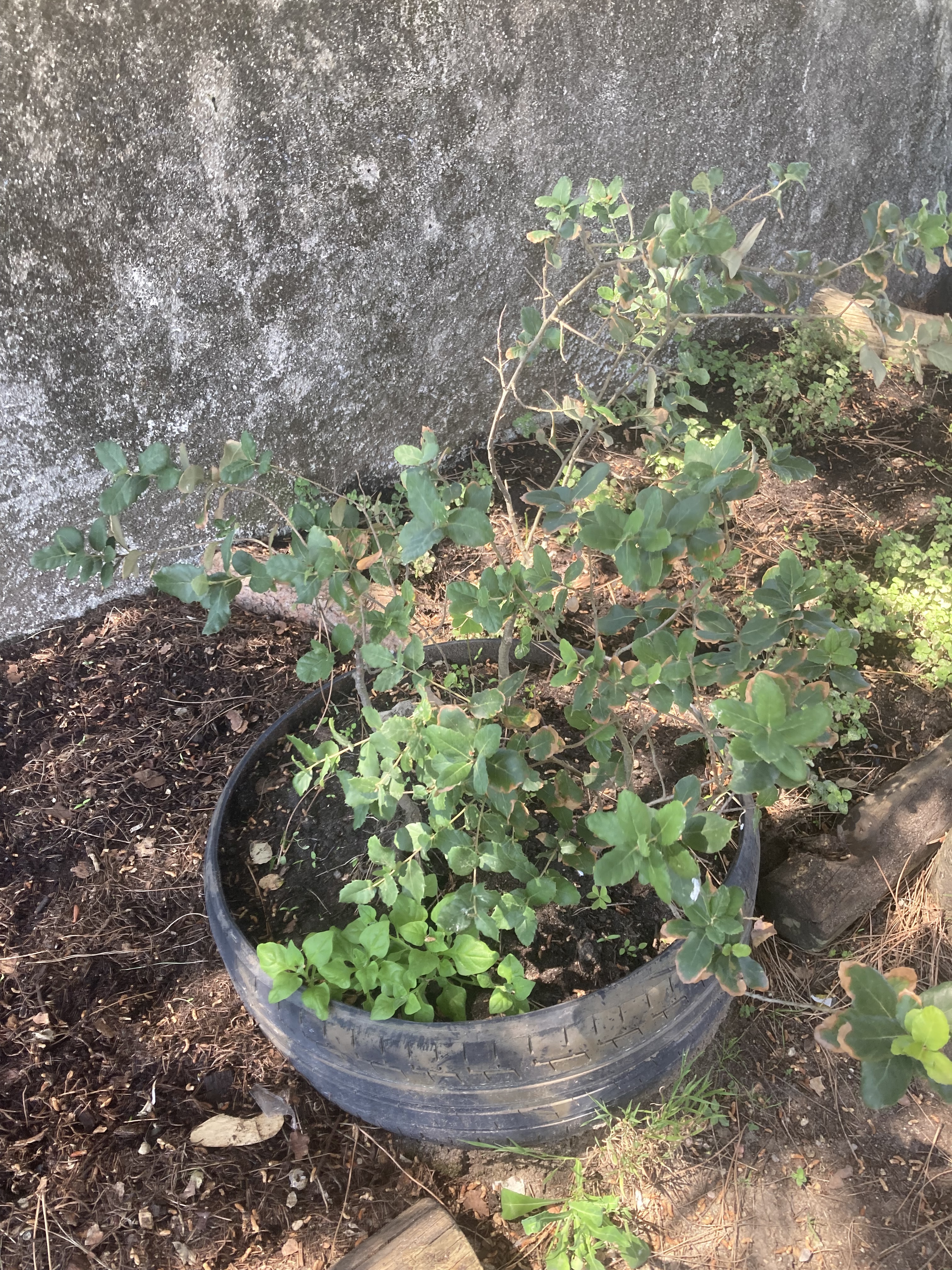 Vaso com duas plantas: Ocimum basilicum (manjericão) e um Quercus jovem (carvalho), destinado a transplantação após a perda de árvores de grande porte da escola no temporal.
