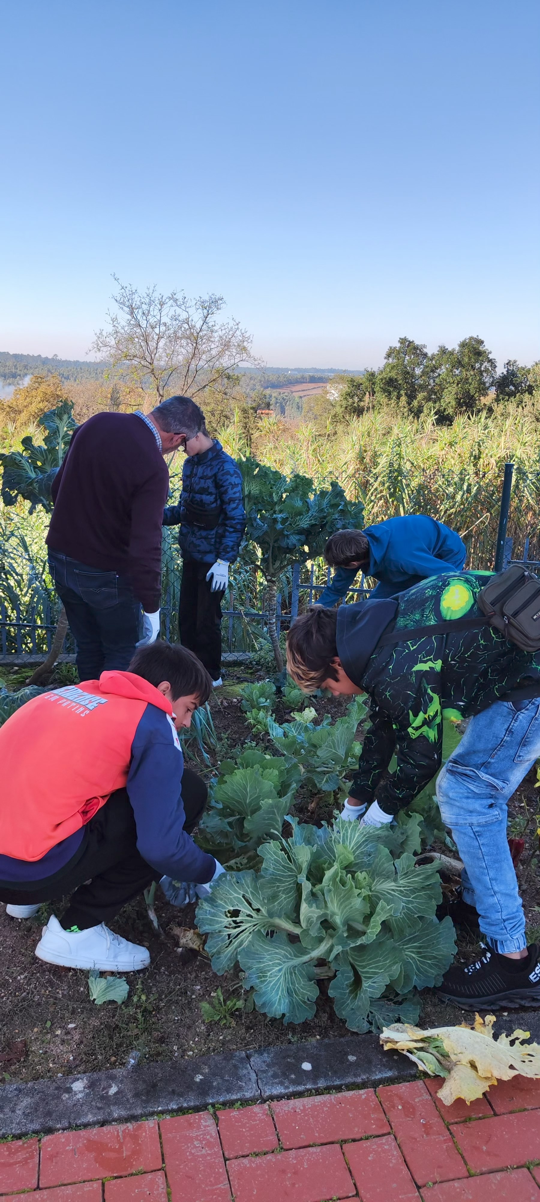 Remoção de culturas agrícolas que ficaram na horta do ano letivo anterior.