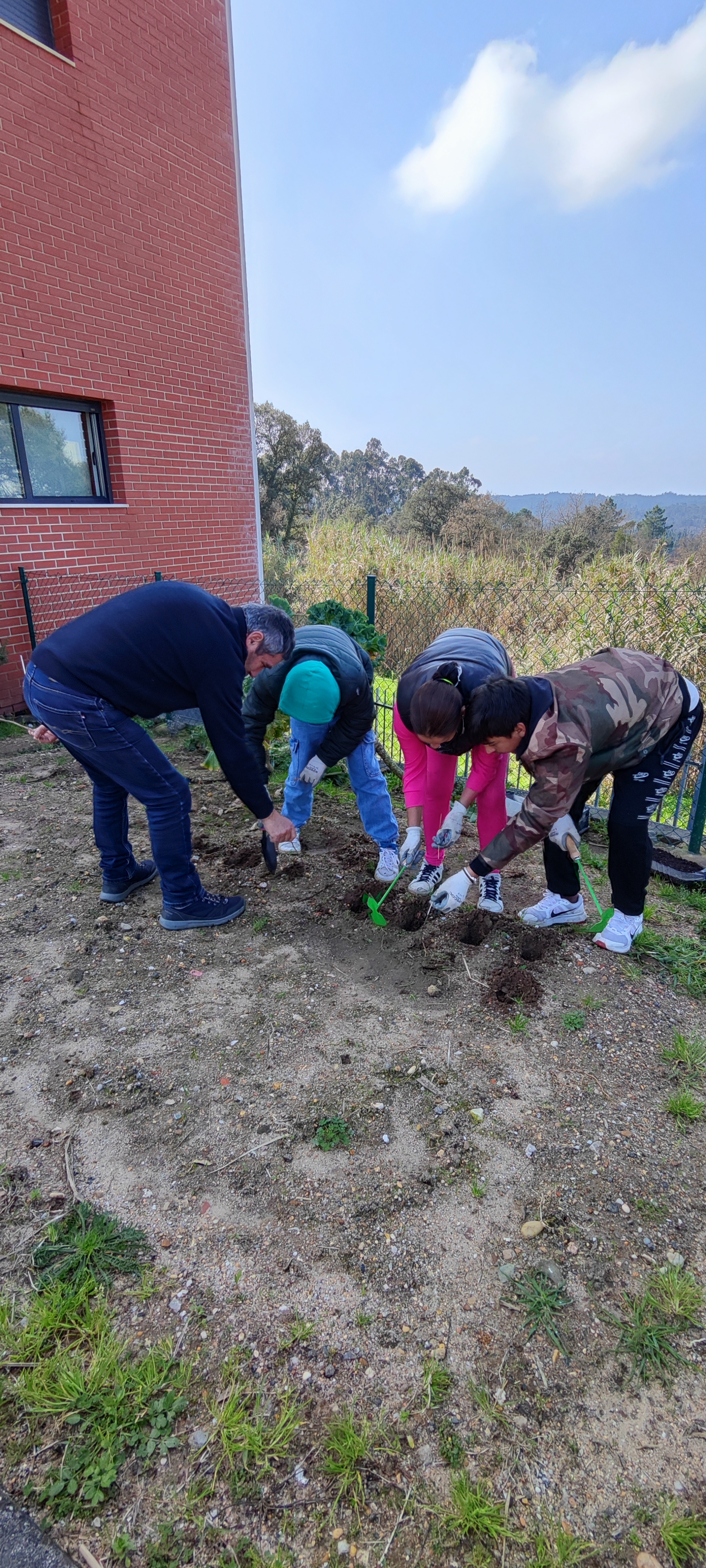 Plantação de alfaces e pimentos oferecidos pela Associação de Pais da Escola Básica Dr. Acácio de Azevedo.