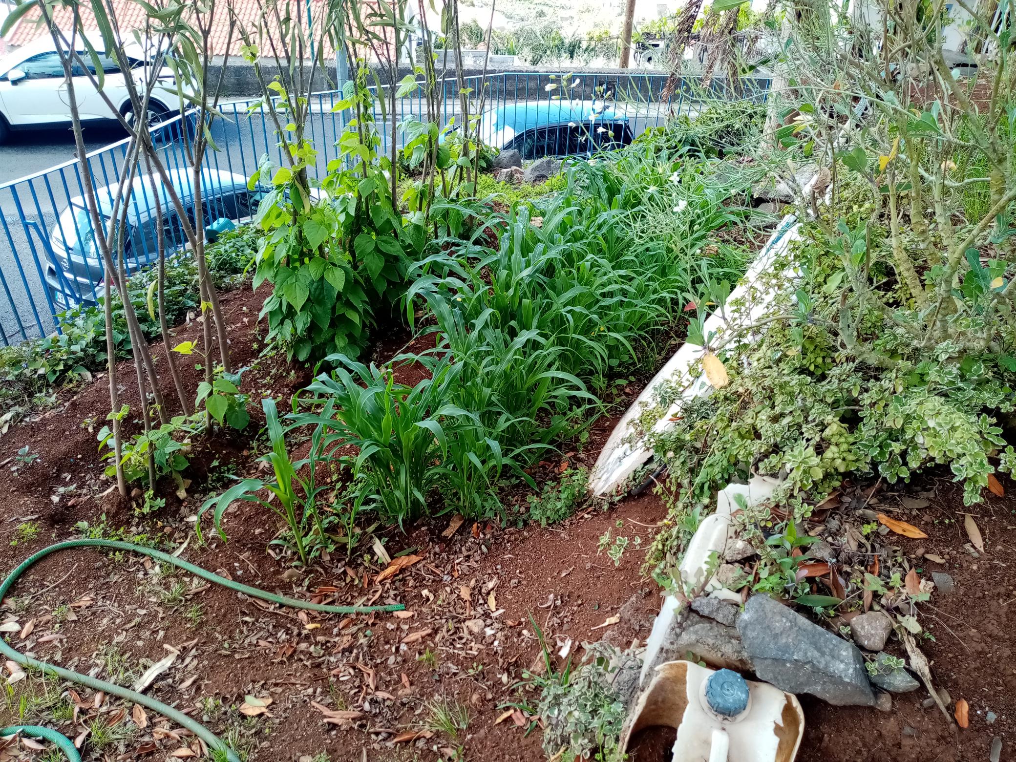 Desenvolvimento das plantas.