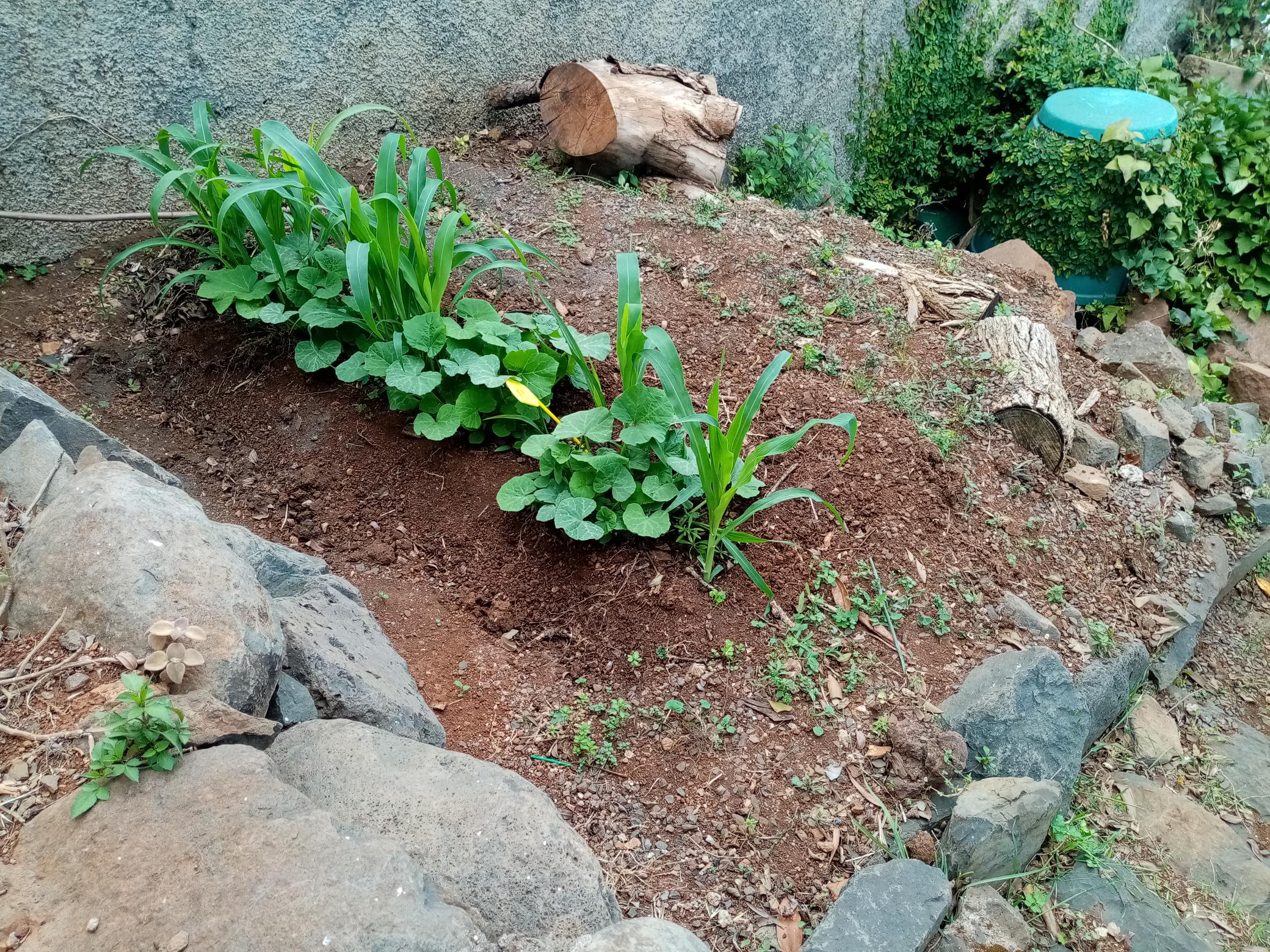 Desenvolvimento das plantas.