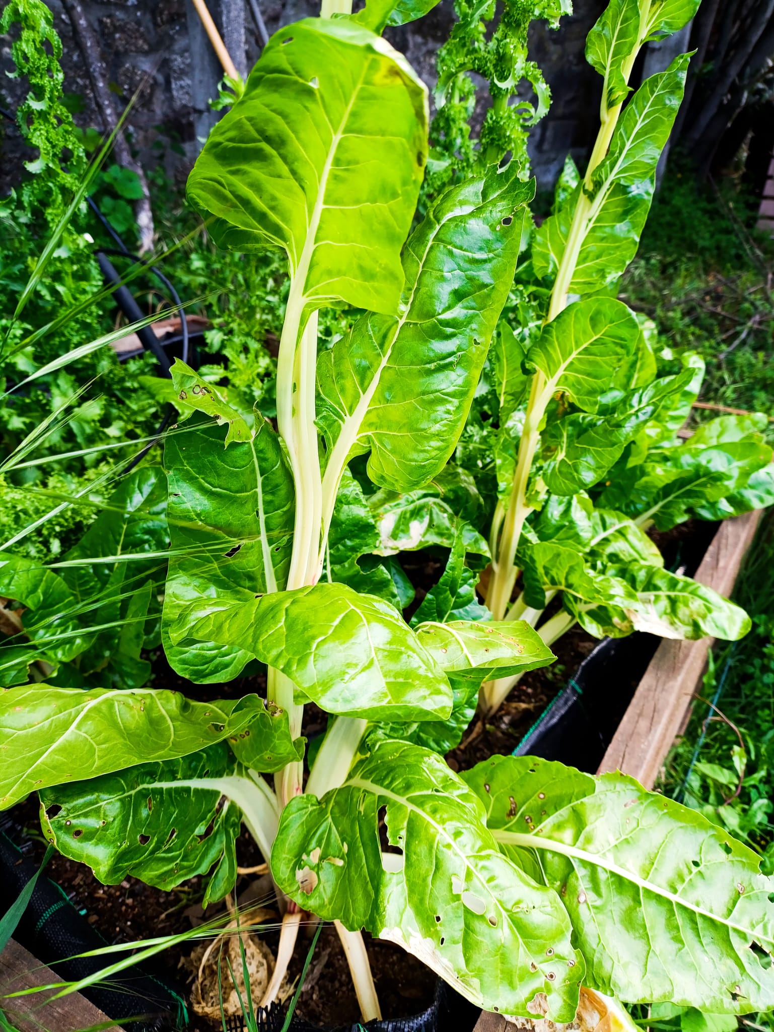 Plantação de acelgas. Prontas a colher. Espigadas para guardar semente.