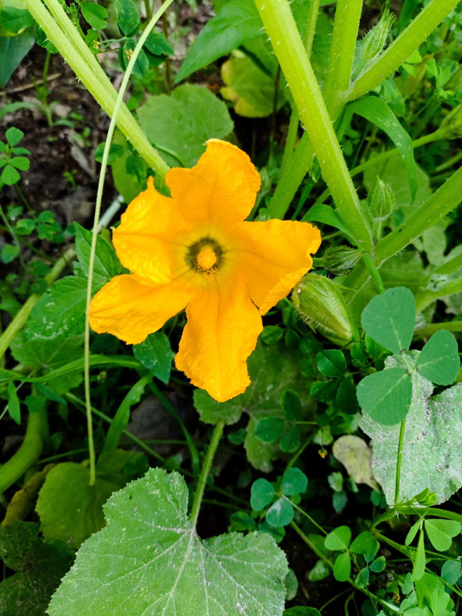Flor de abóbora menina.