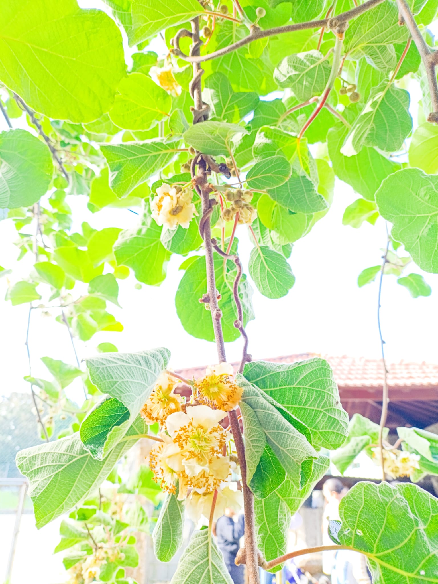 Flores de kiwi.