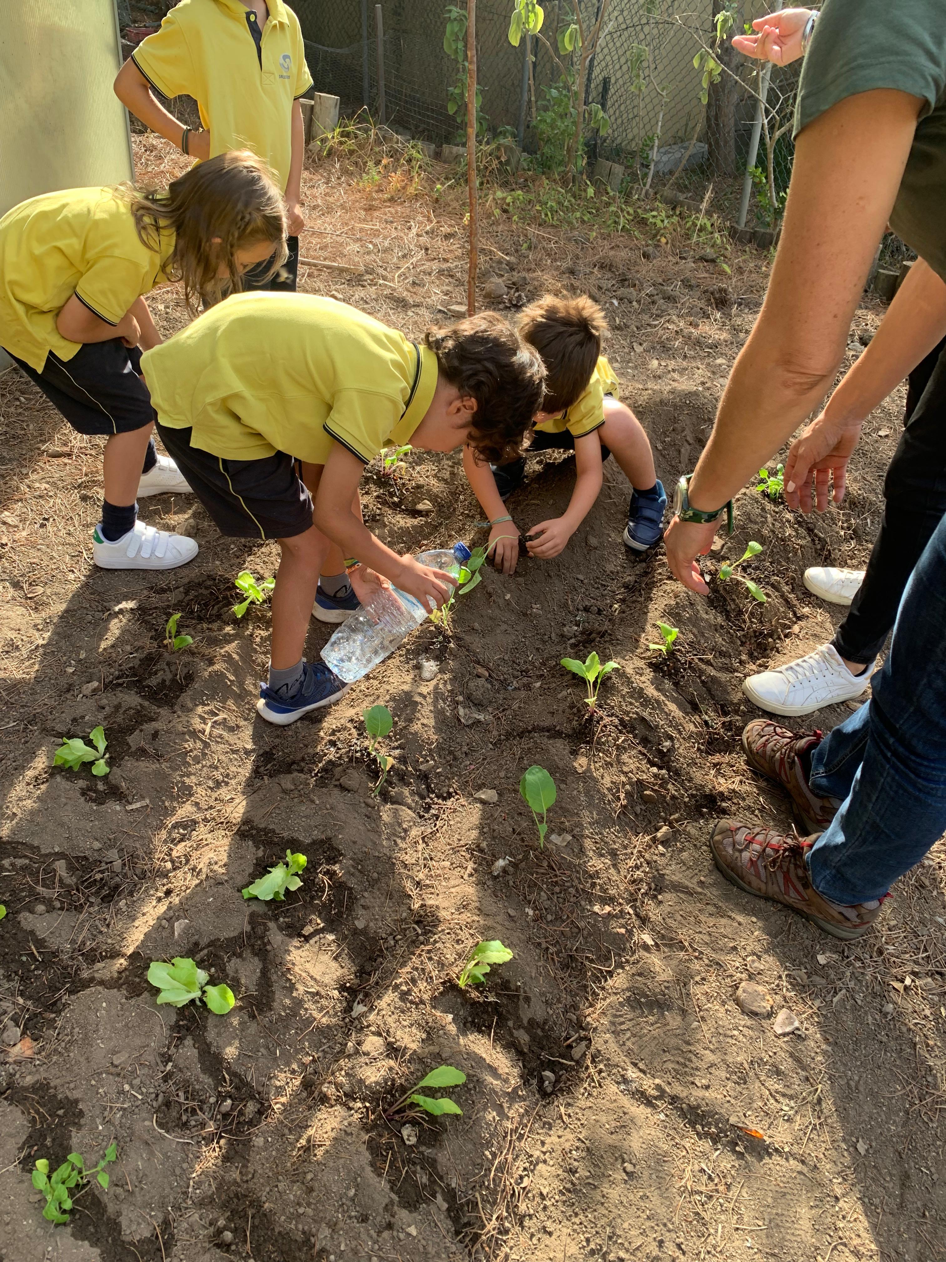 Plantação de outono -16.10.2025