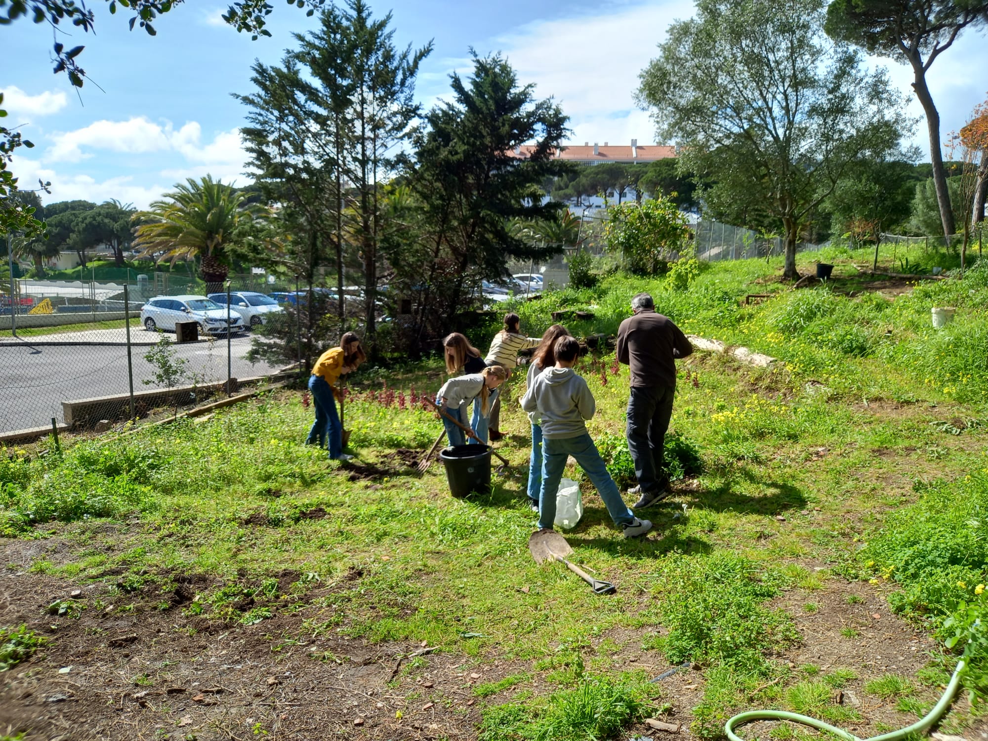 preparação de terreno - arrancar restos da plantação de outono