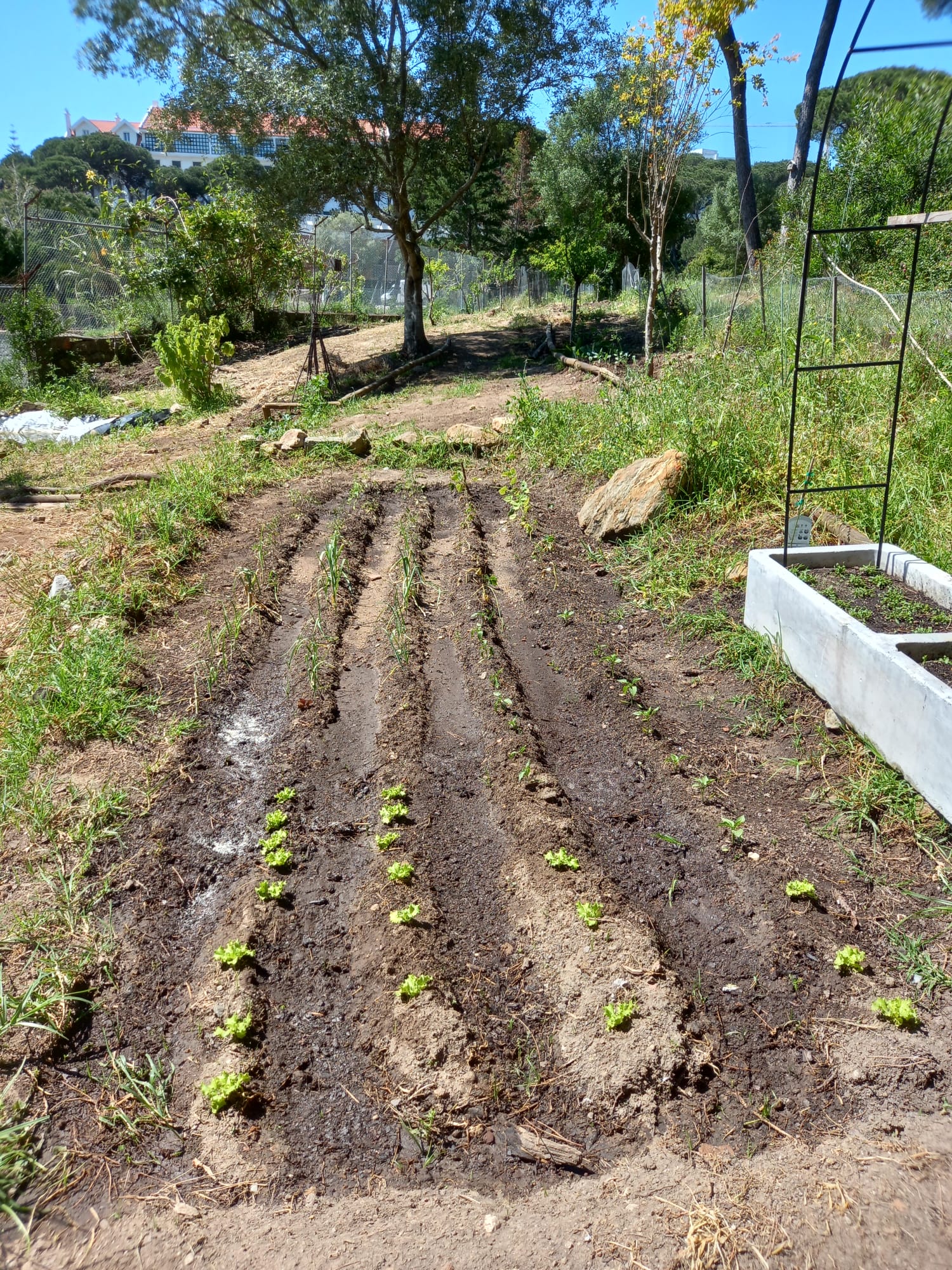 Plantação de primavera - 29.03.26