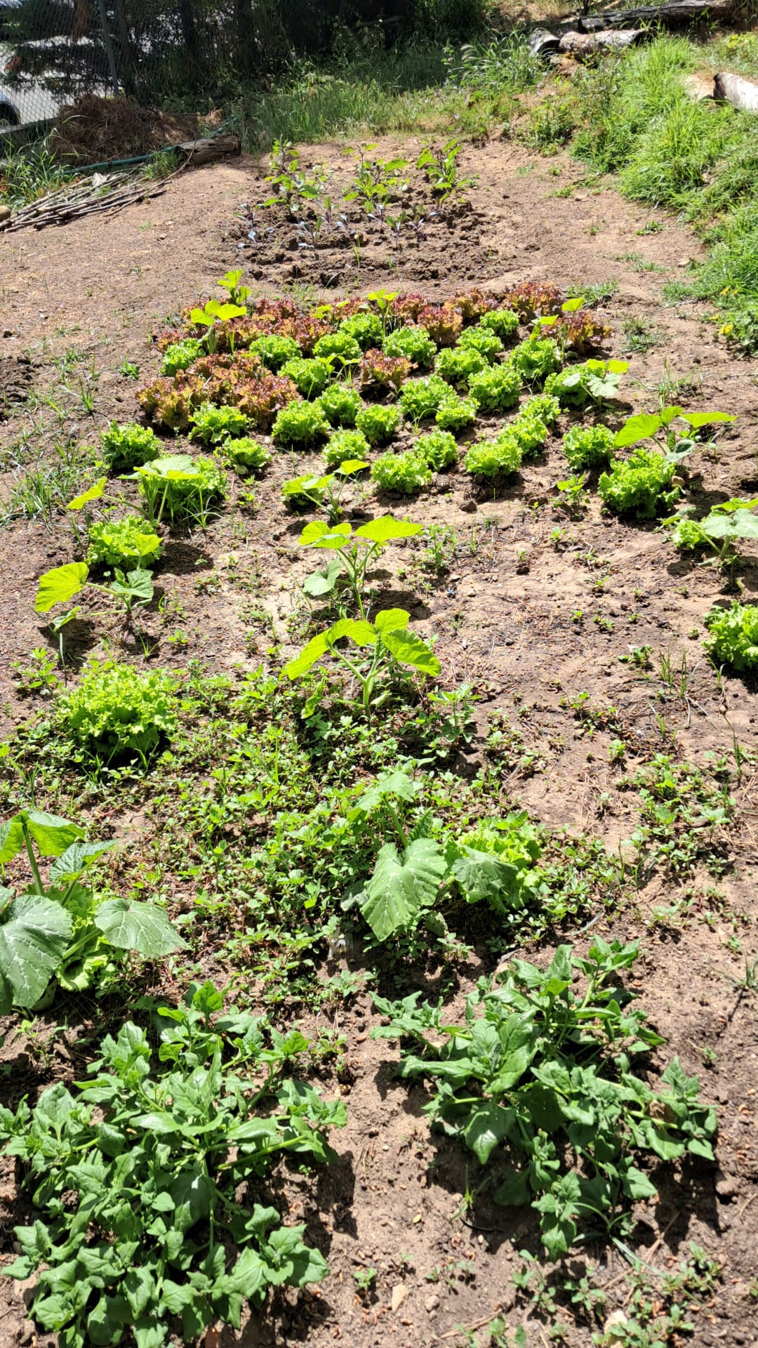 plantação primavera - abril
