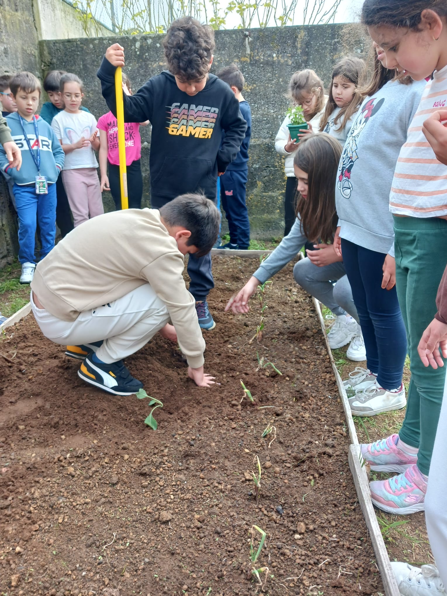 Plantação de couves