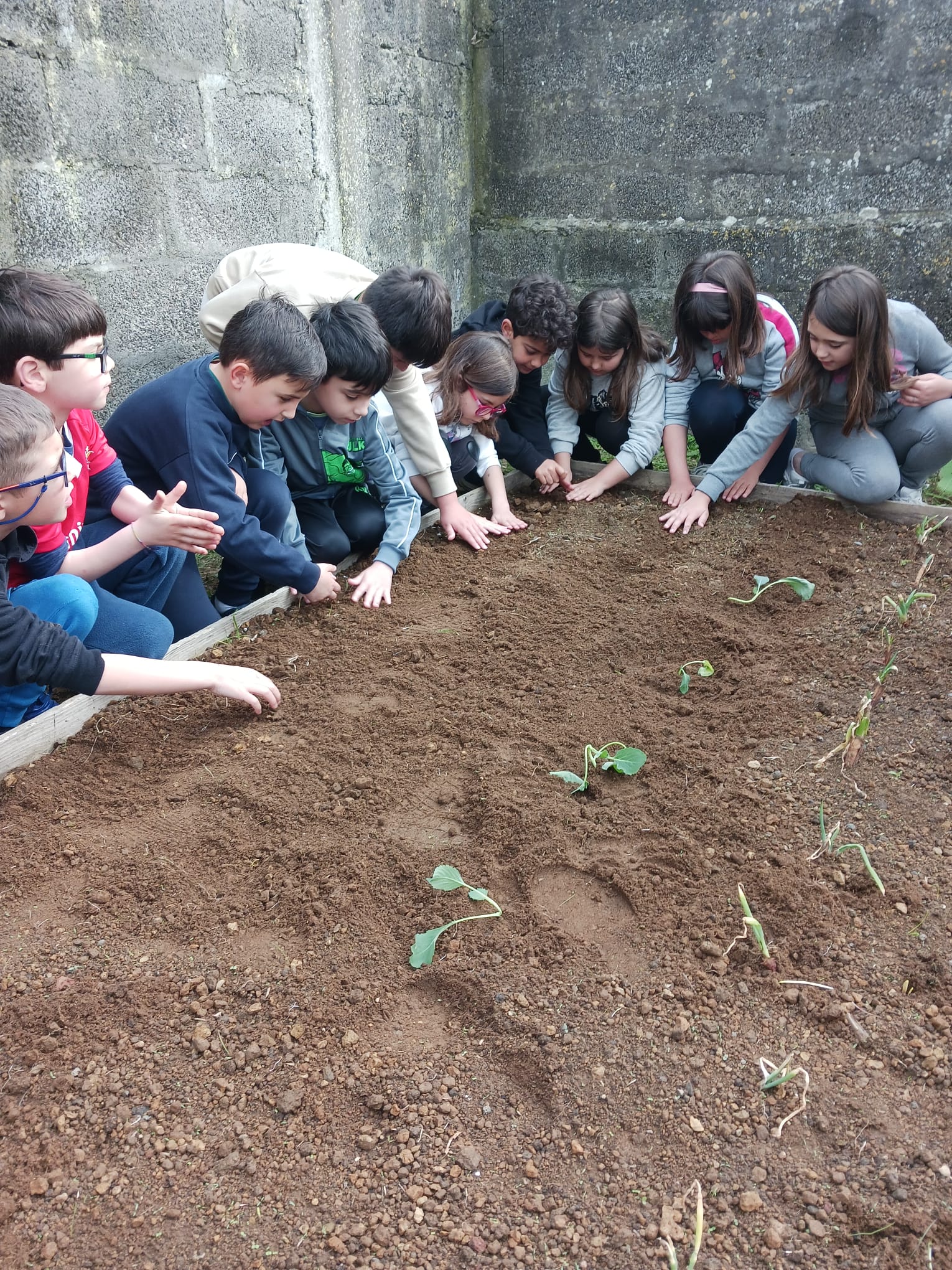 Plantação de horta biologica