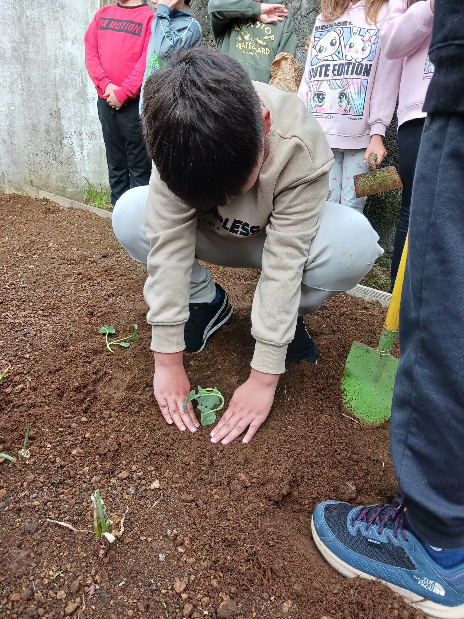 Plantação de horta biologica