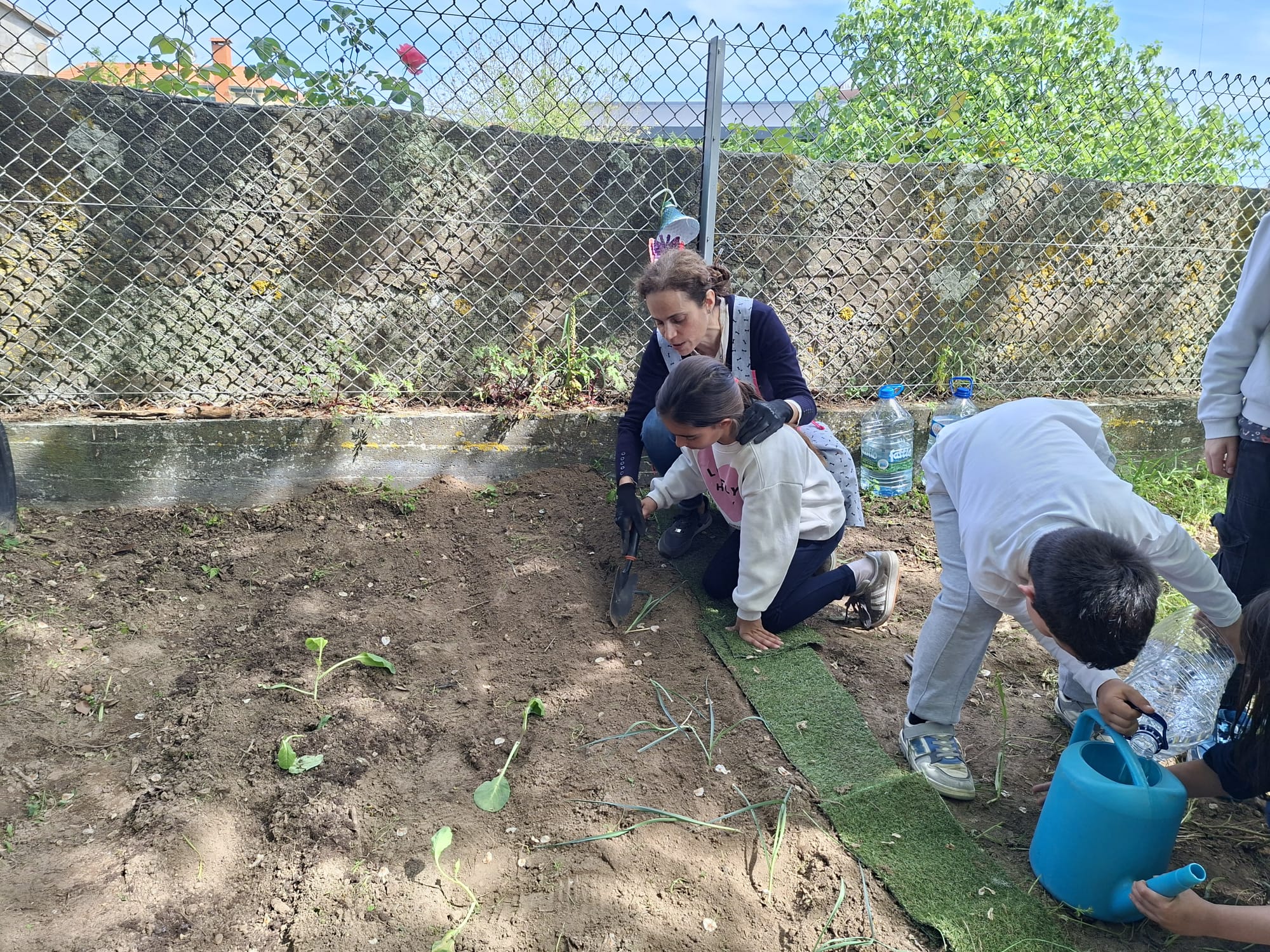 Plantar couves e alho francês, após retiradas das ervas