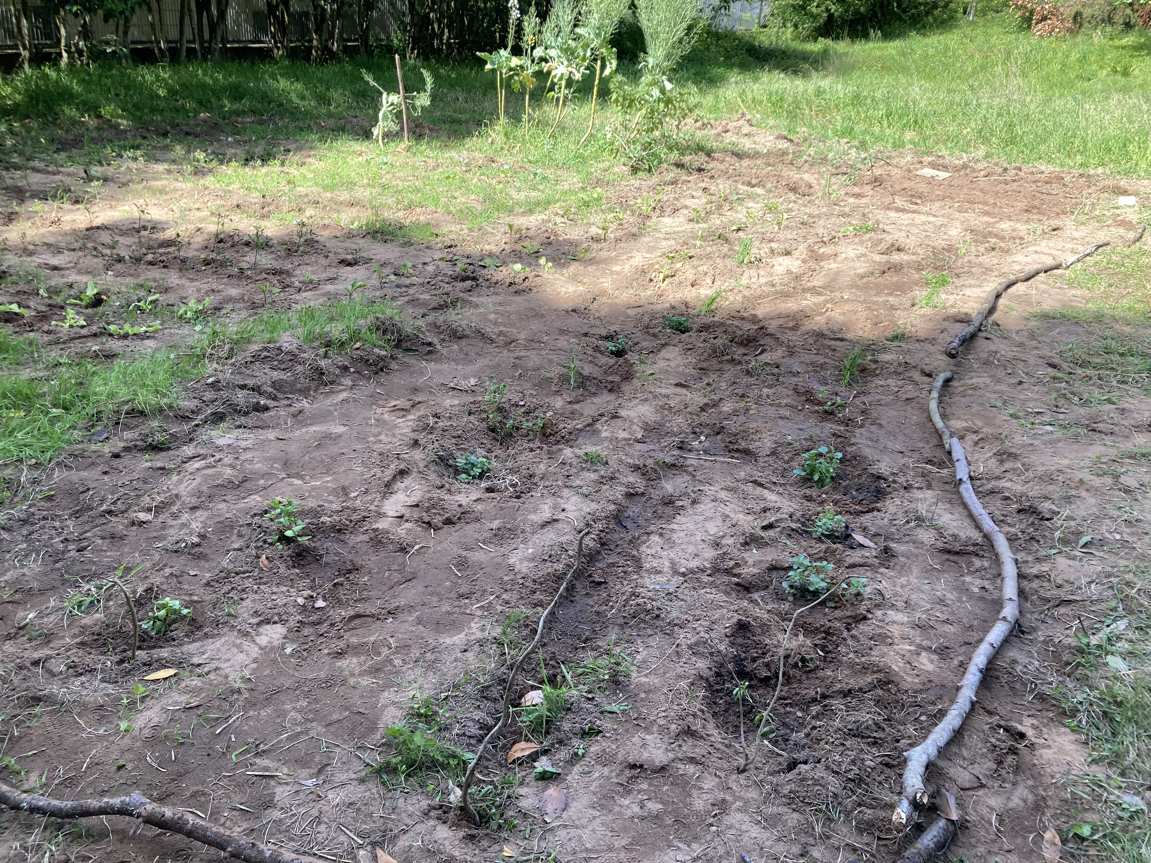 Plantas dadas pela CMA