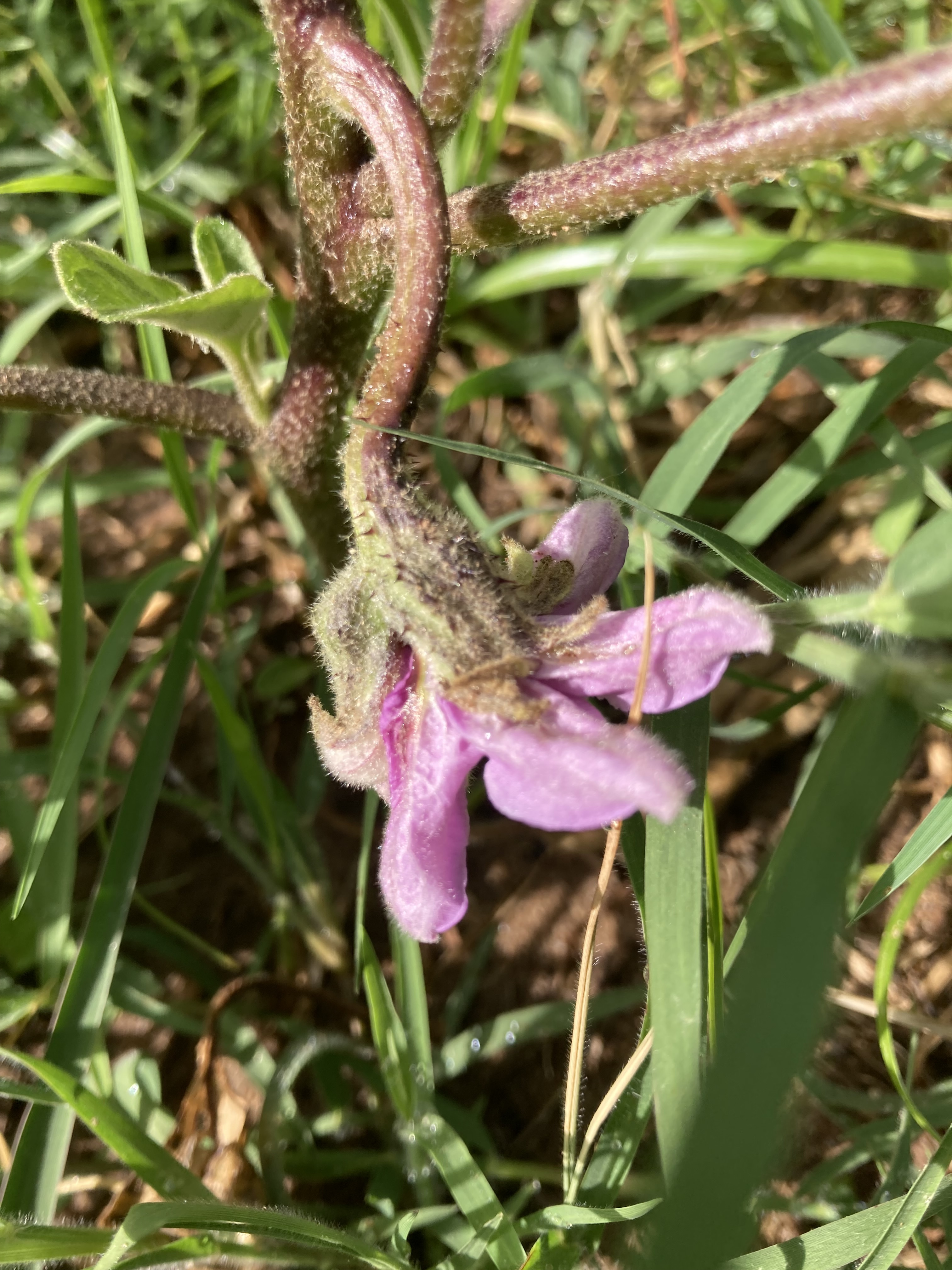 A flor linda da beringela