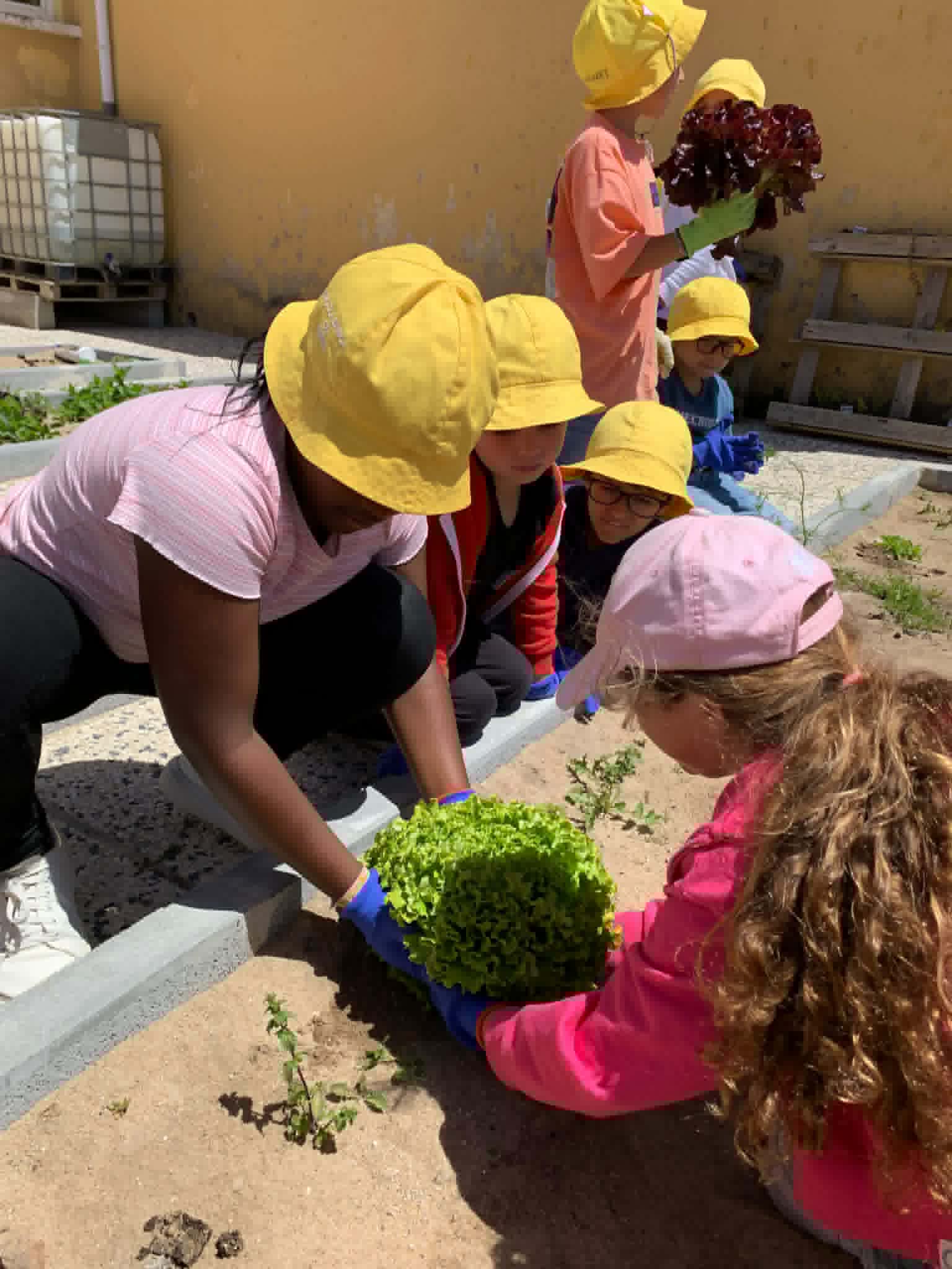 Colher o que plantámos dá-nos muita satisfação!