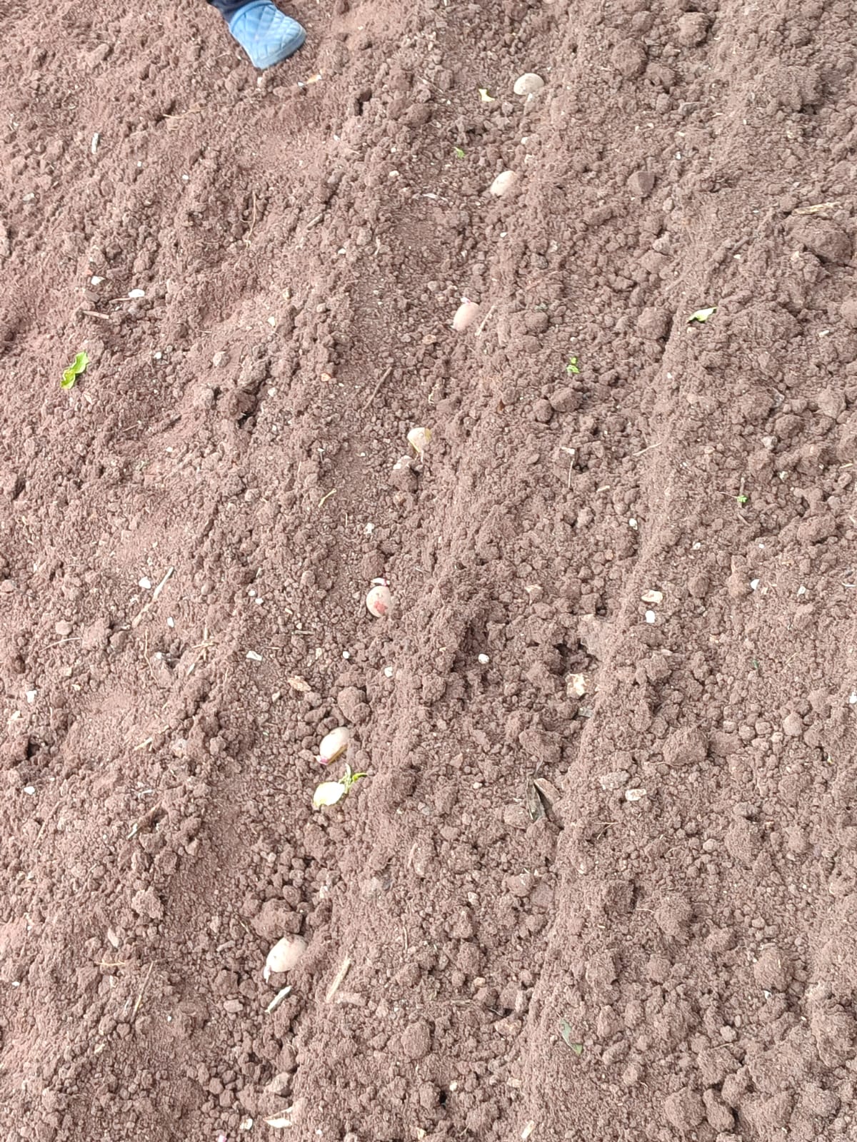 Plantação de Batatas