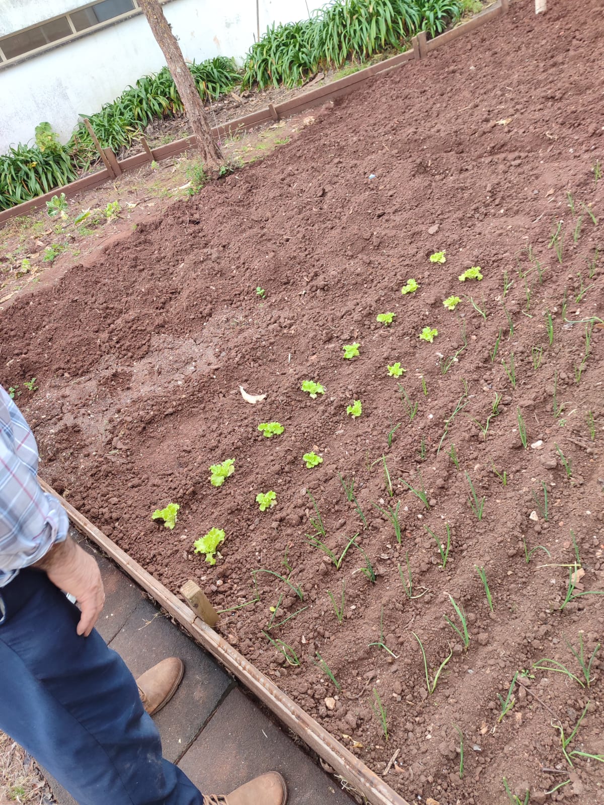 Plantação de cebolas