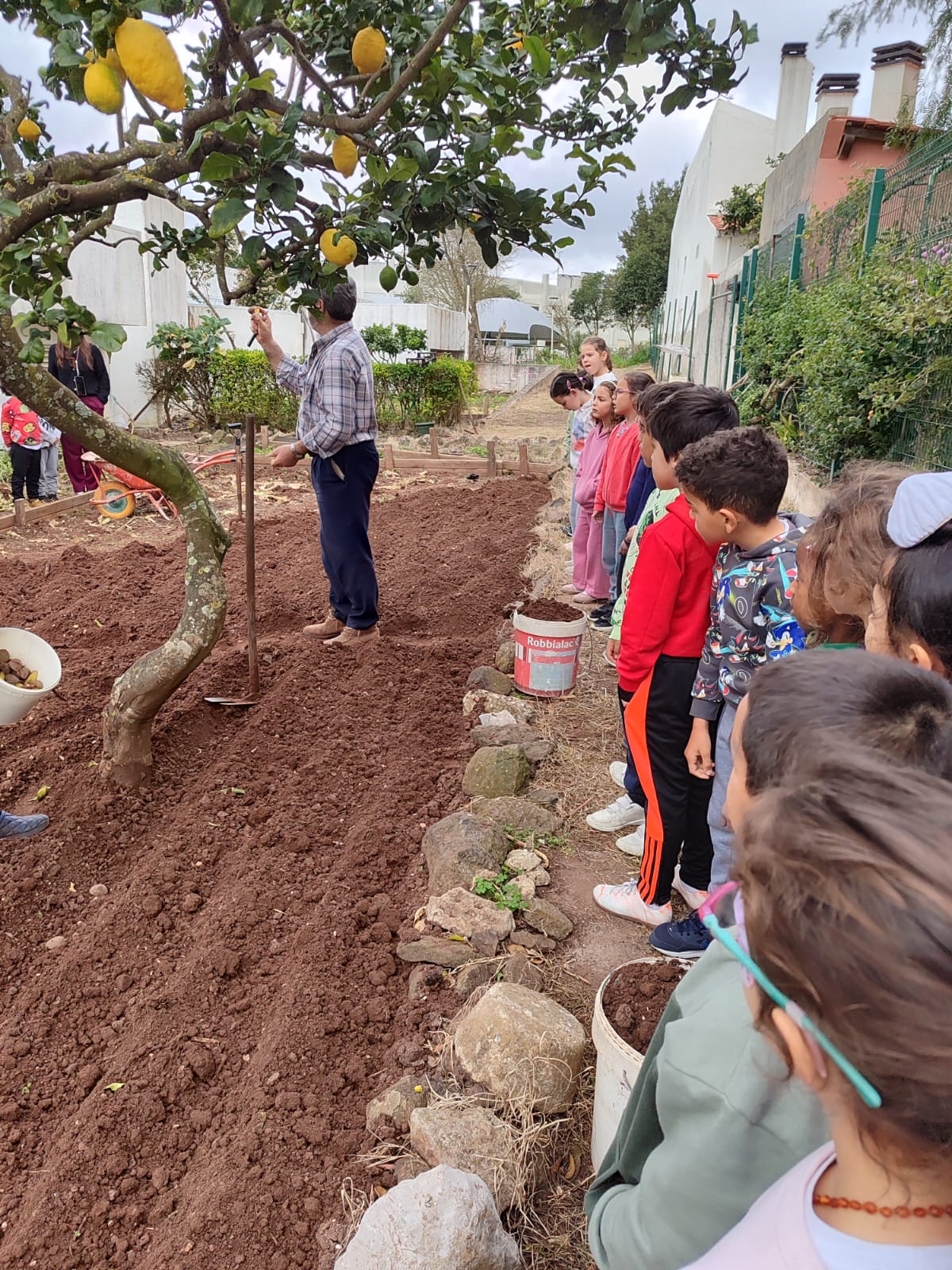 Plantação de Alfaces e Rúcula