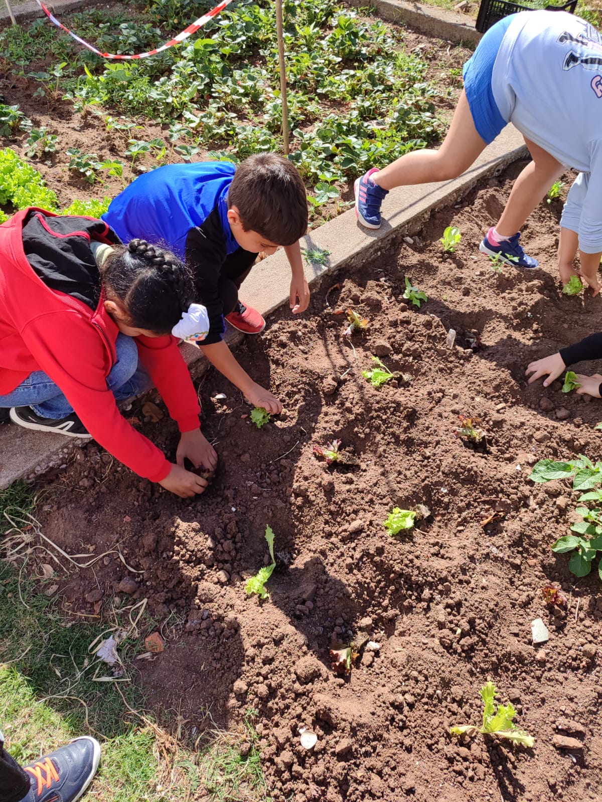 Plantação de Alfaces e Rúcula