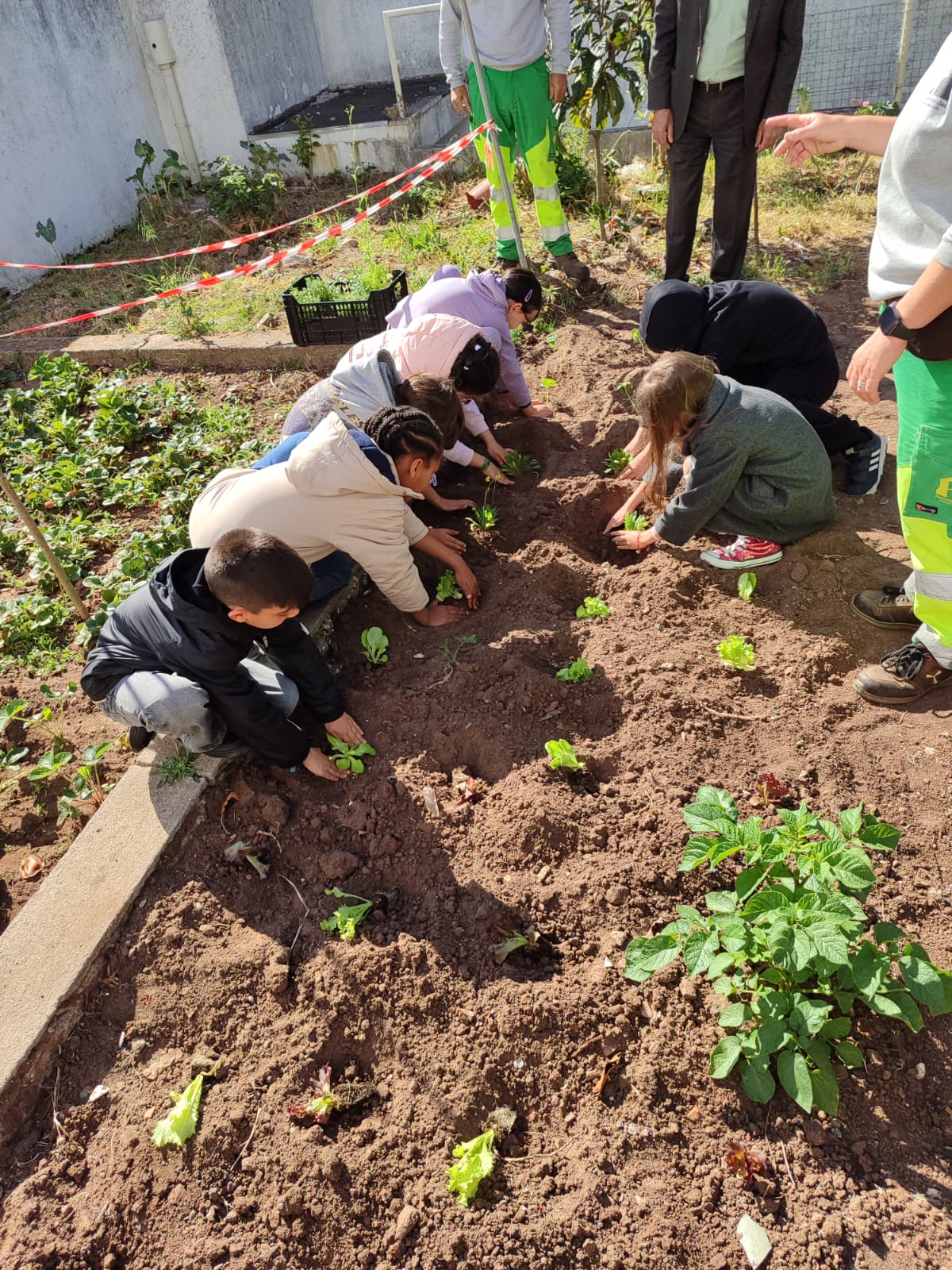 Plantação de Alfaces e Rúcula